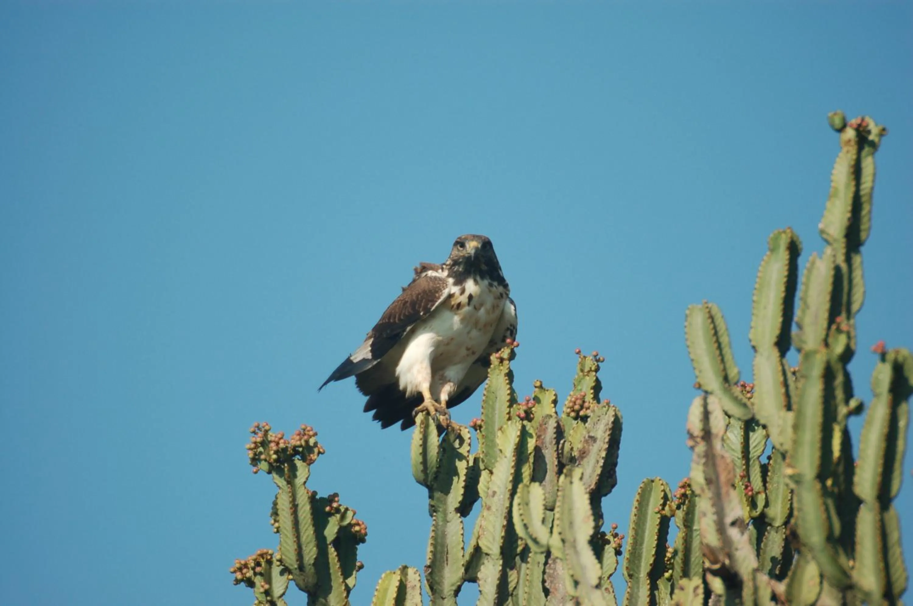 Day in Mara Intrepids Tented Camp