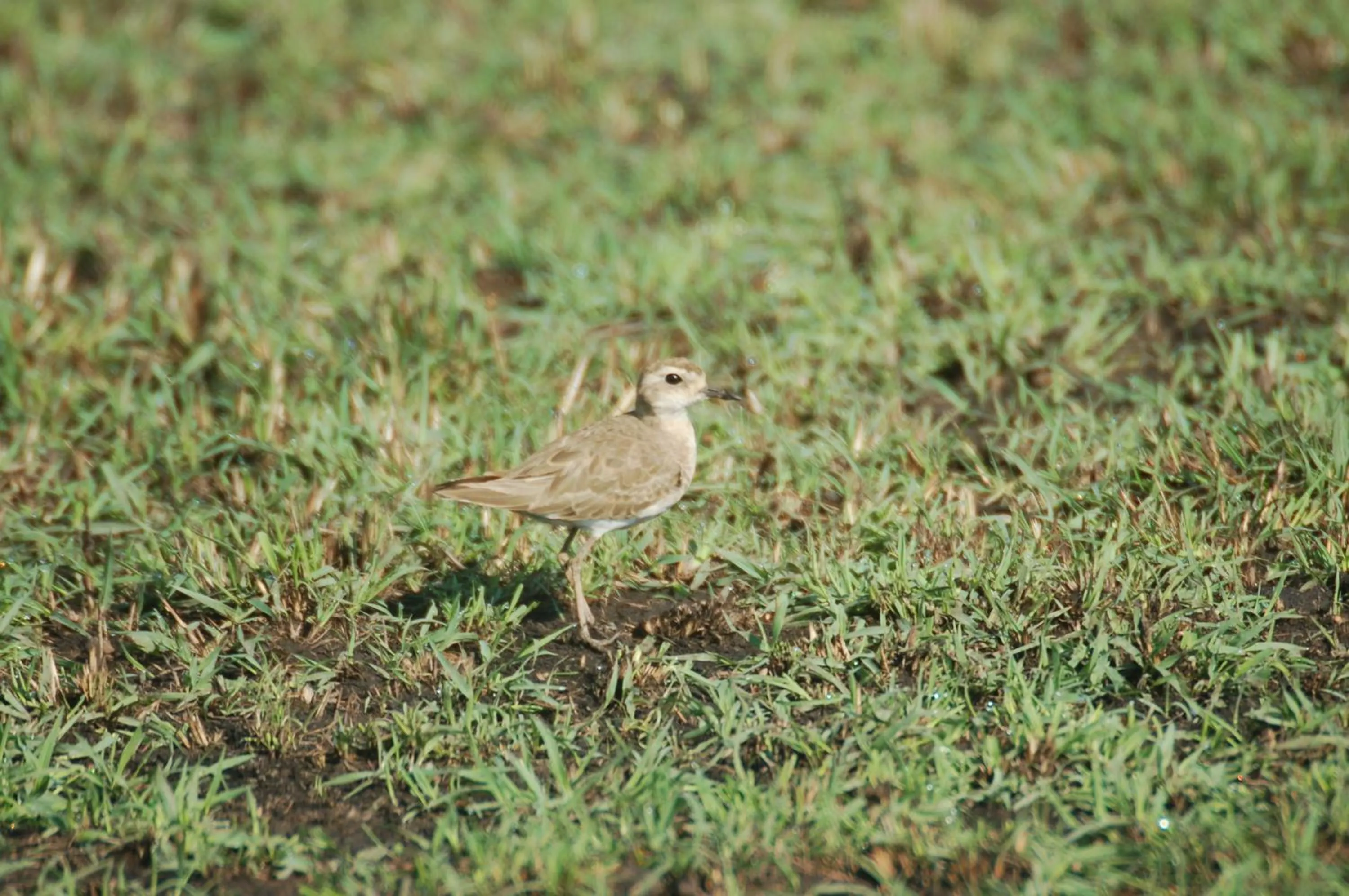 Animals in Mara Intrepids Tented Camp