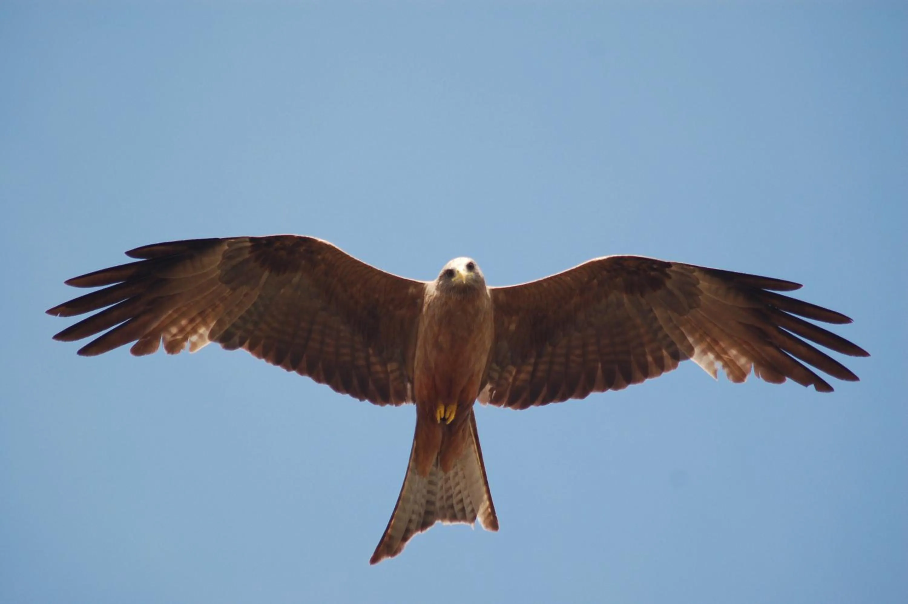 Day in Mara Intrepids Tented Camp