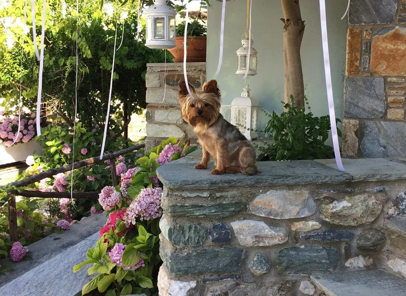 Pets in Boutique Hotel Kentrikon & Bungalows