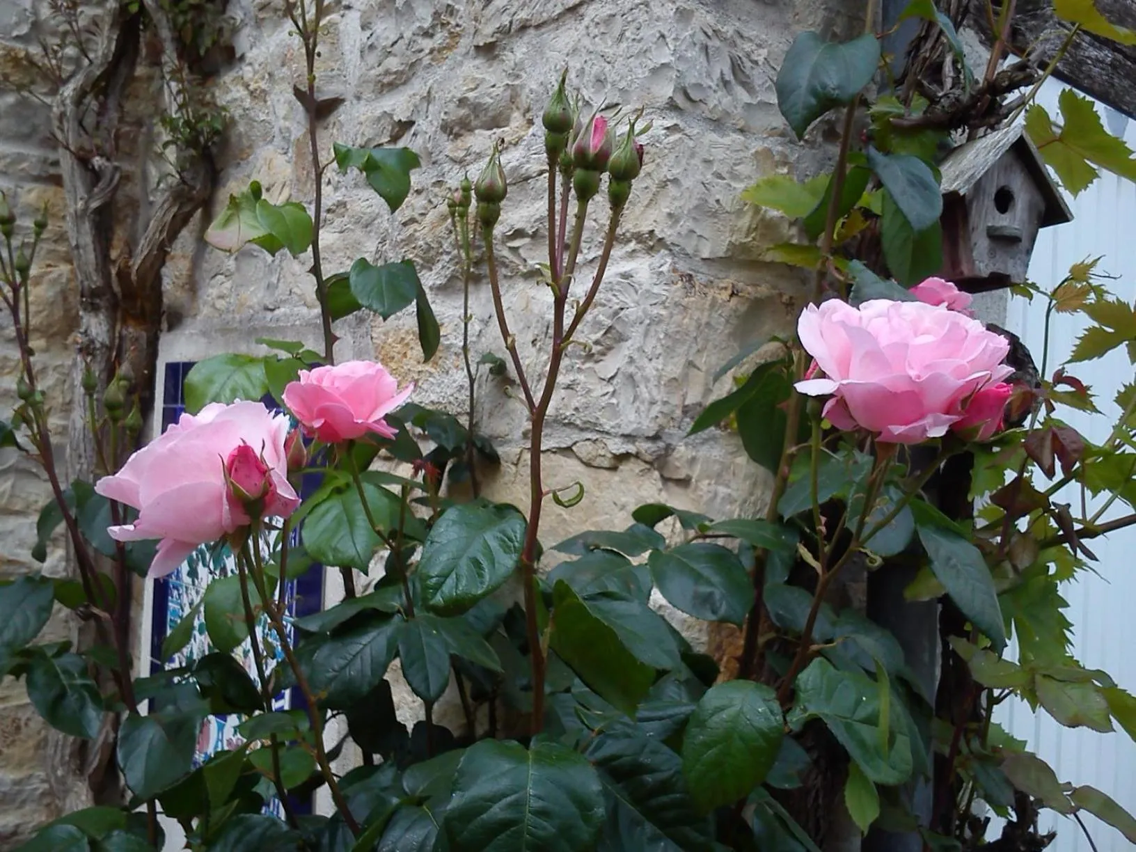 Garden in Le Clos des Treilles