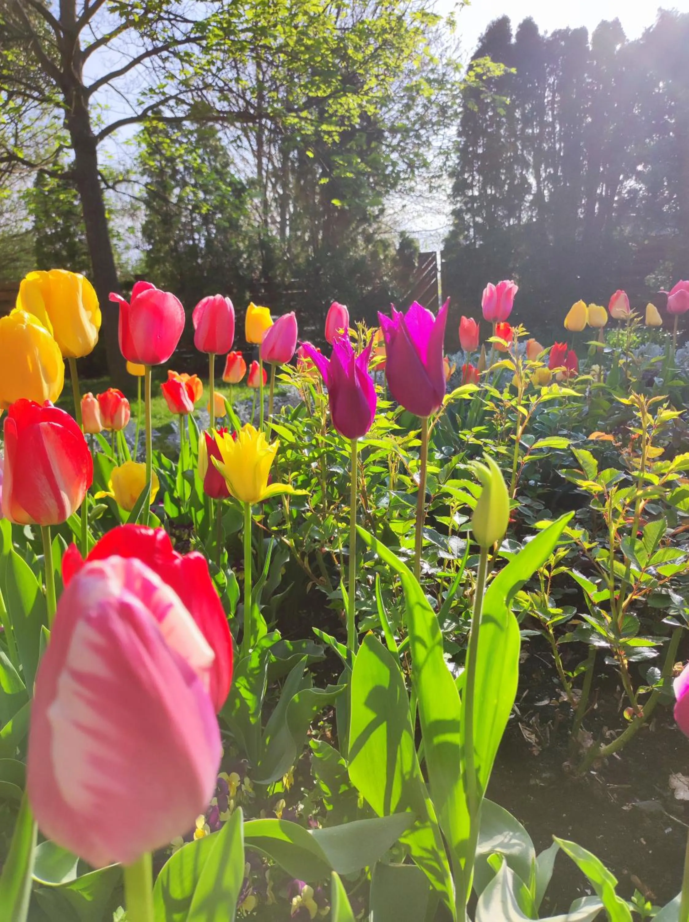 Spring in Ágnes Hotel