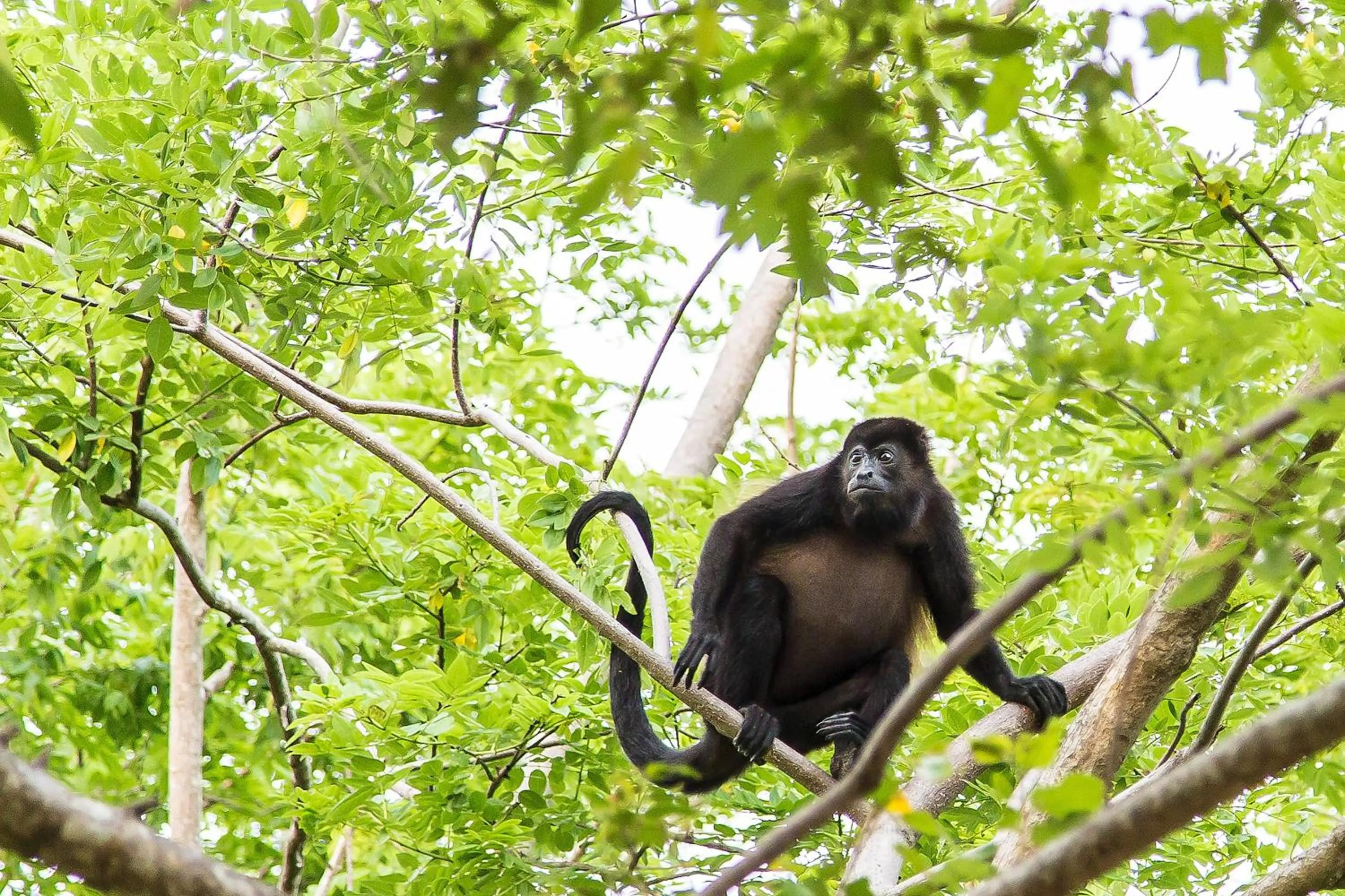 Restaurant/places to eat in JW Marriott Guanacaste Resort & Spa