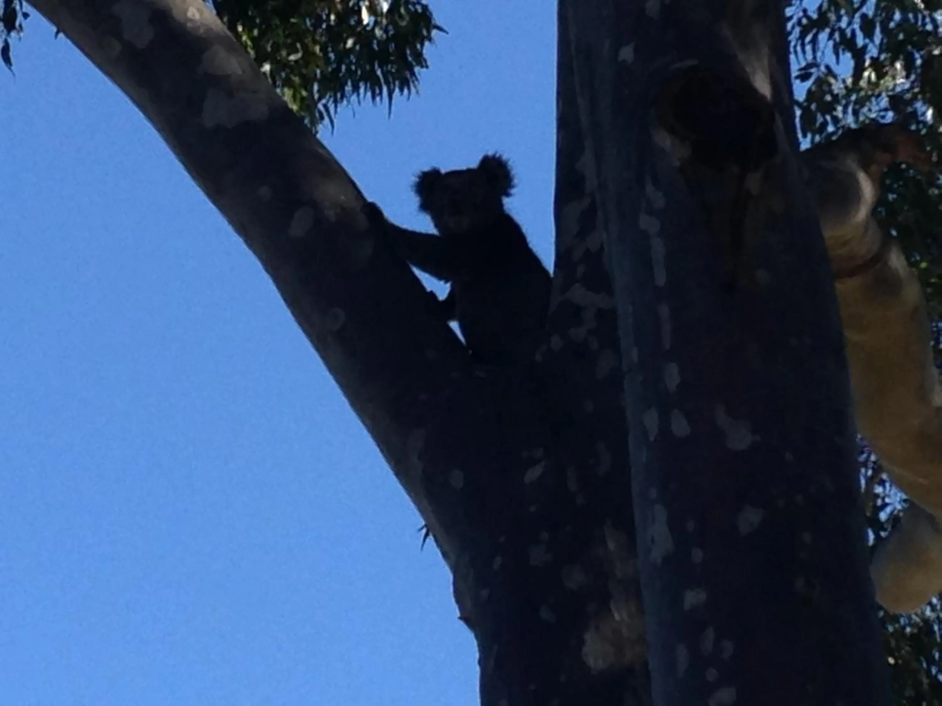 Animals in Mallacoota's Shady Gully Caravan Park