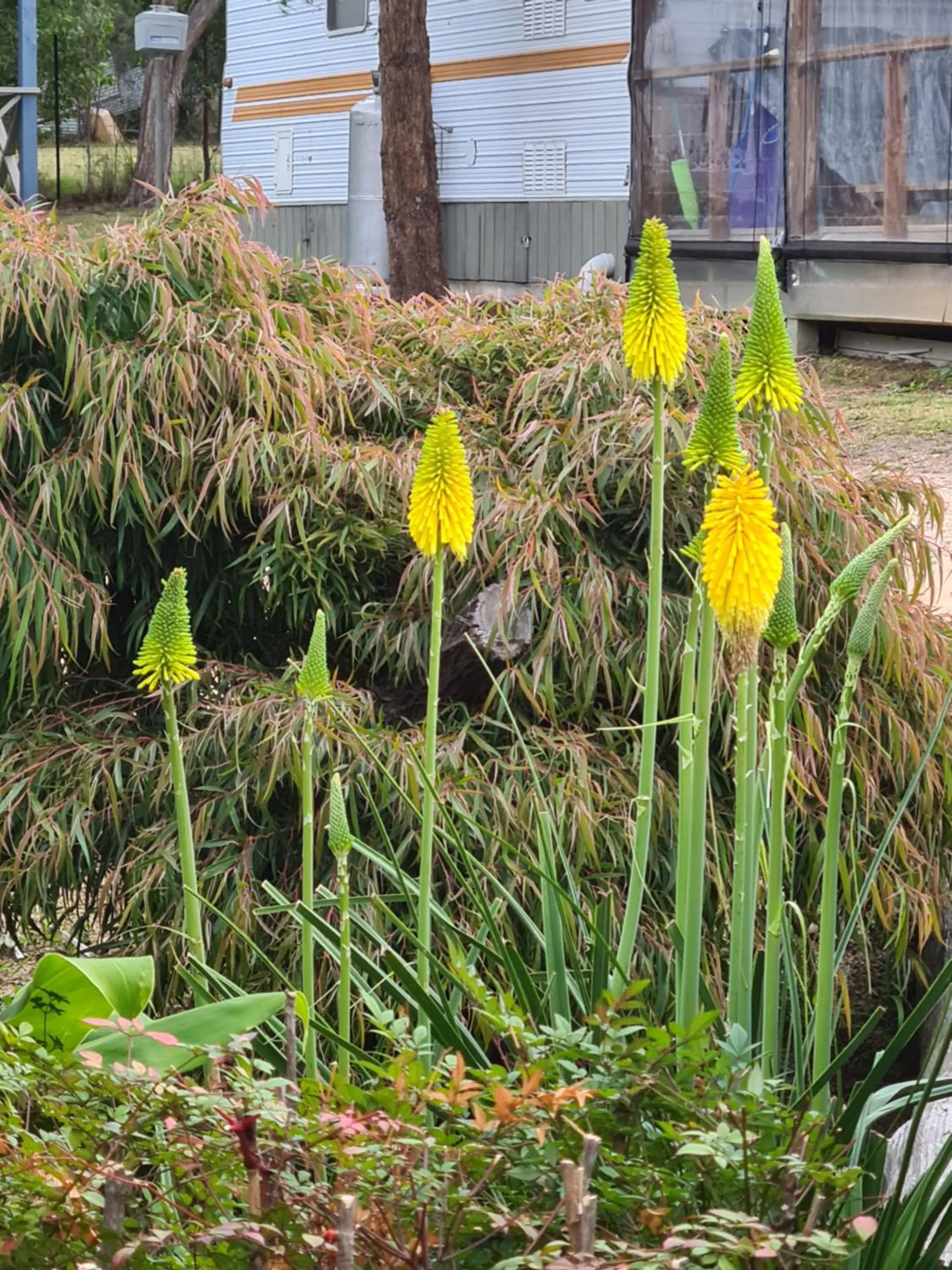 Garden in Mallacoota's Shady Gully Caravan Park