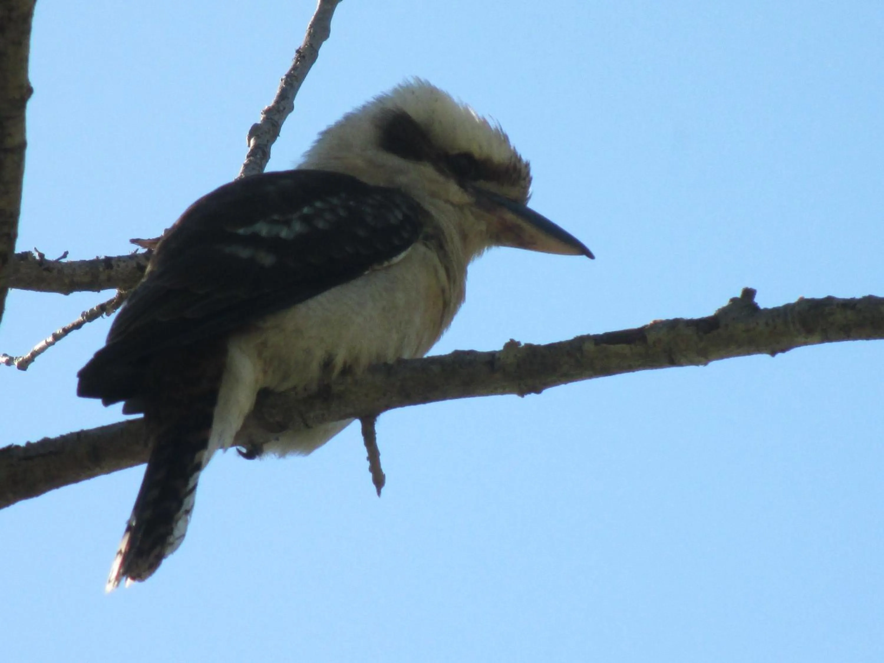 Animals in Mallacoota's Shady Gully Caravan Park