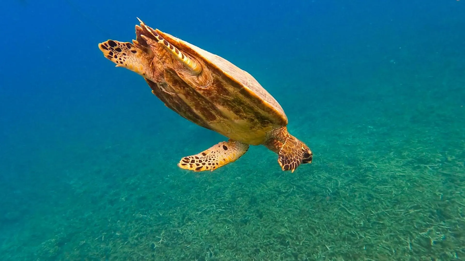 Natural landscape in Taatoh Seaview Resort - SHA Plus