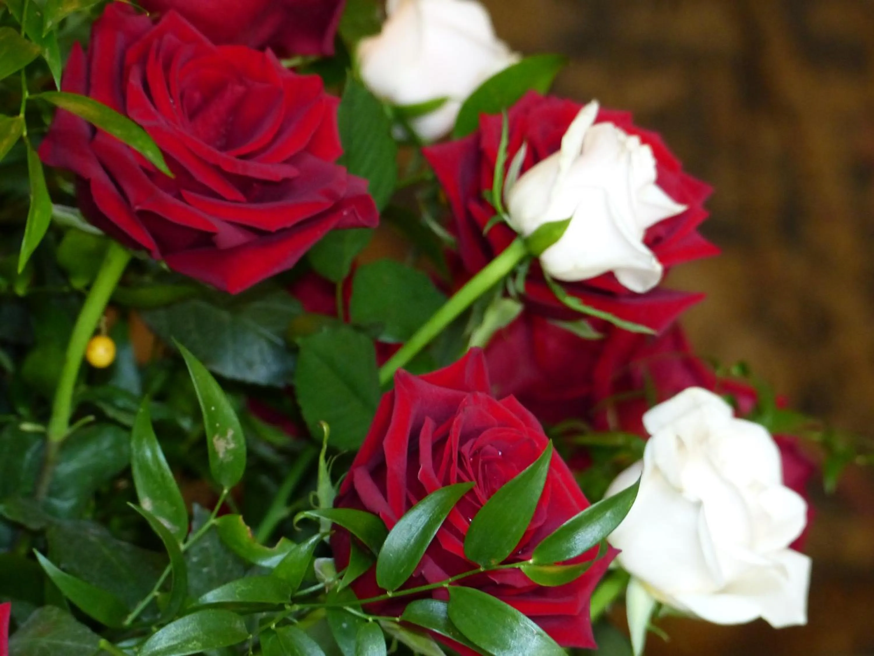 Garden in Château du Grand Jardin