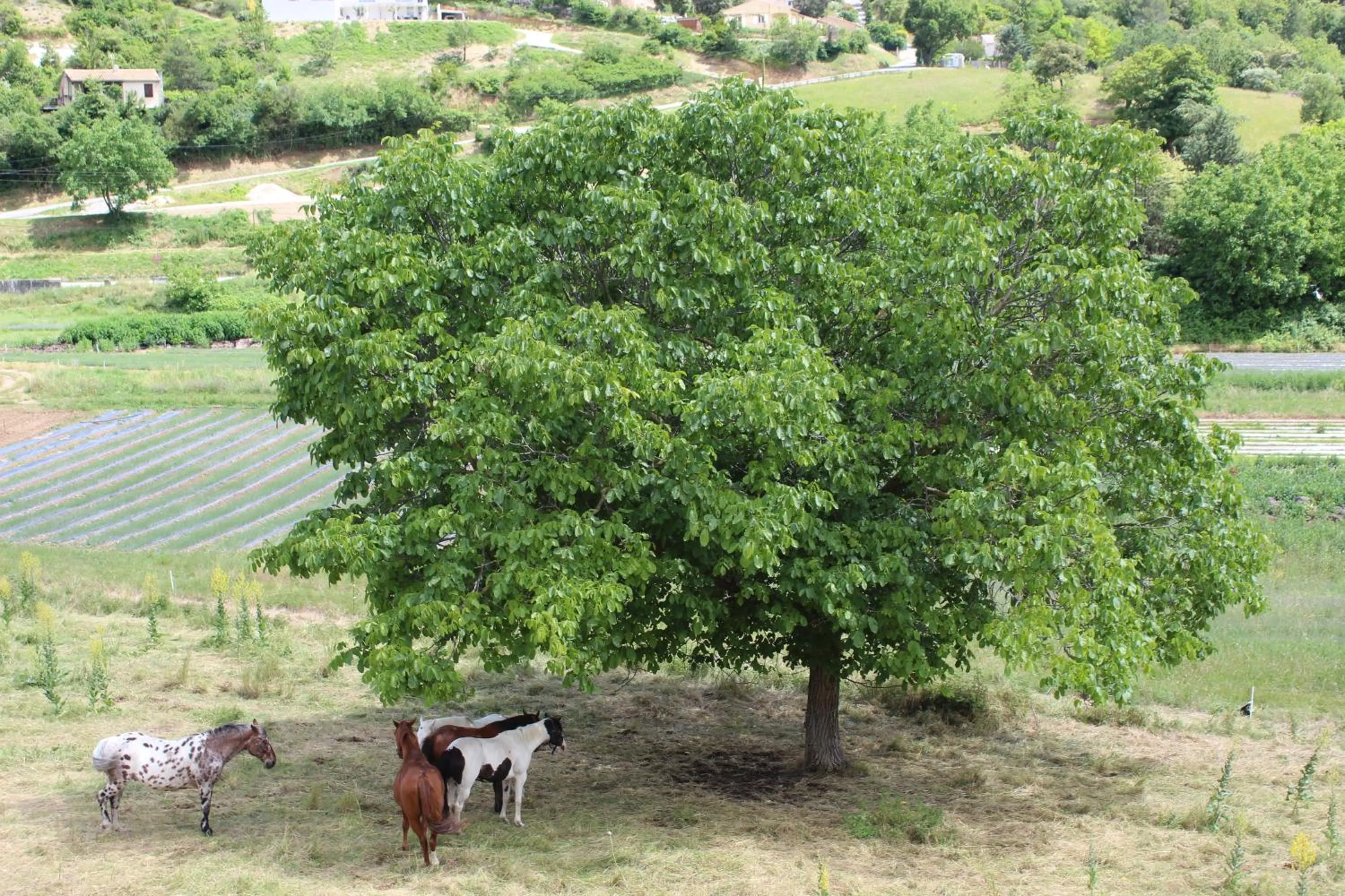 Natural landscape in Château du Grand Jardin
