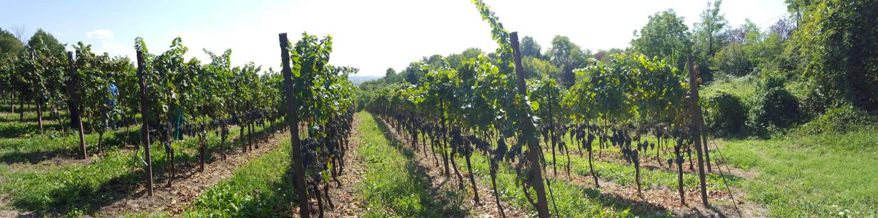 On site in Agriturismo Marco