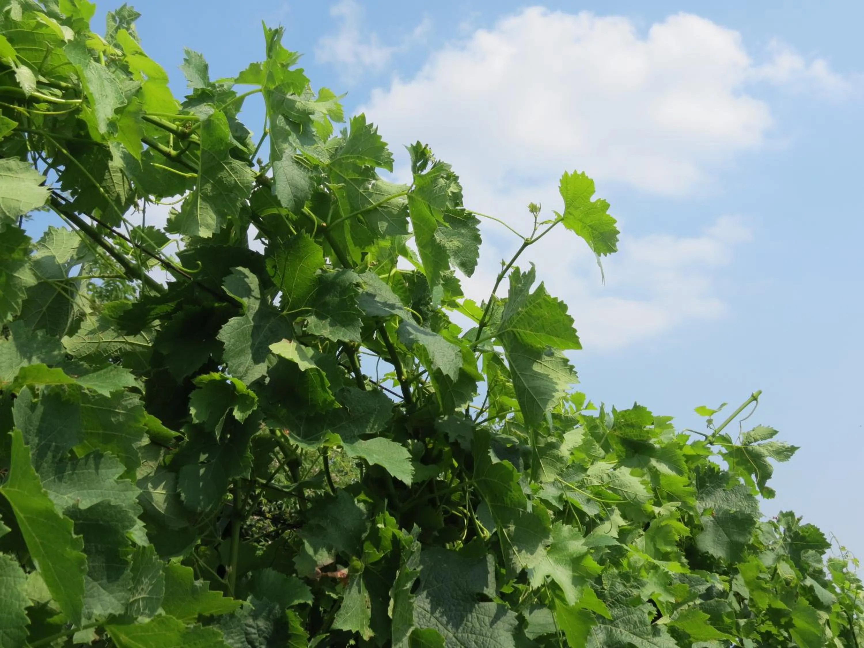 Natural landscape in Agriturismo Marco