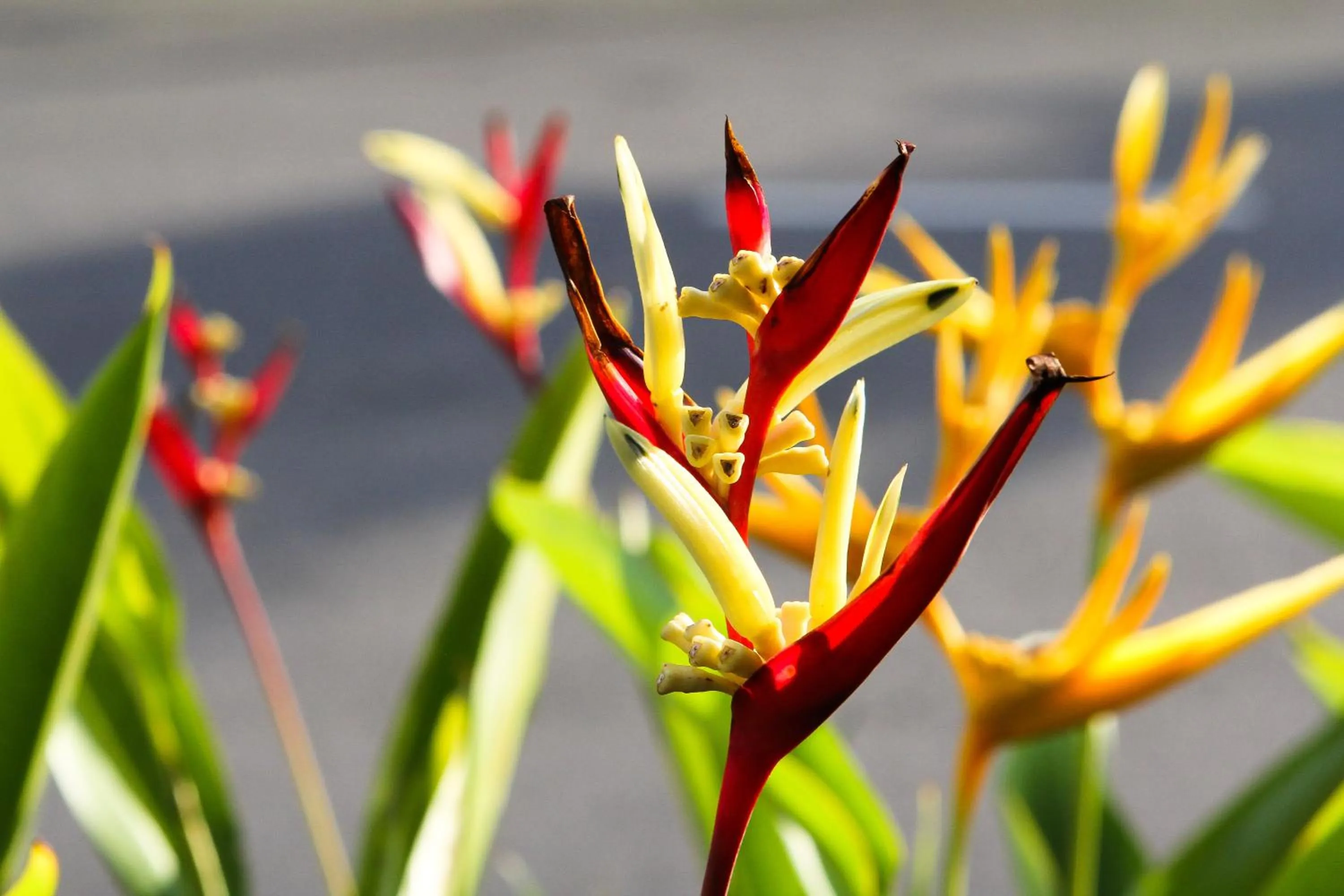 Garden in Hotel Seremban Jaya