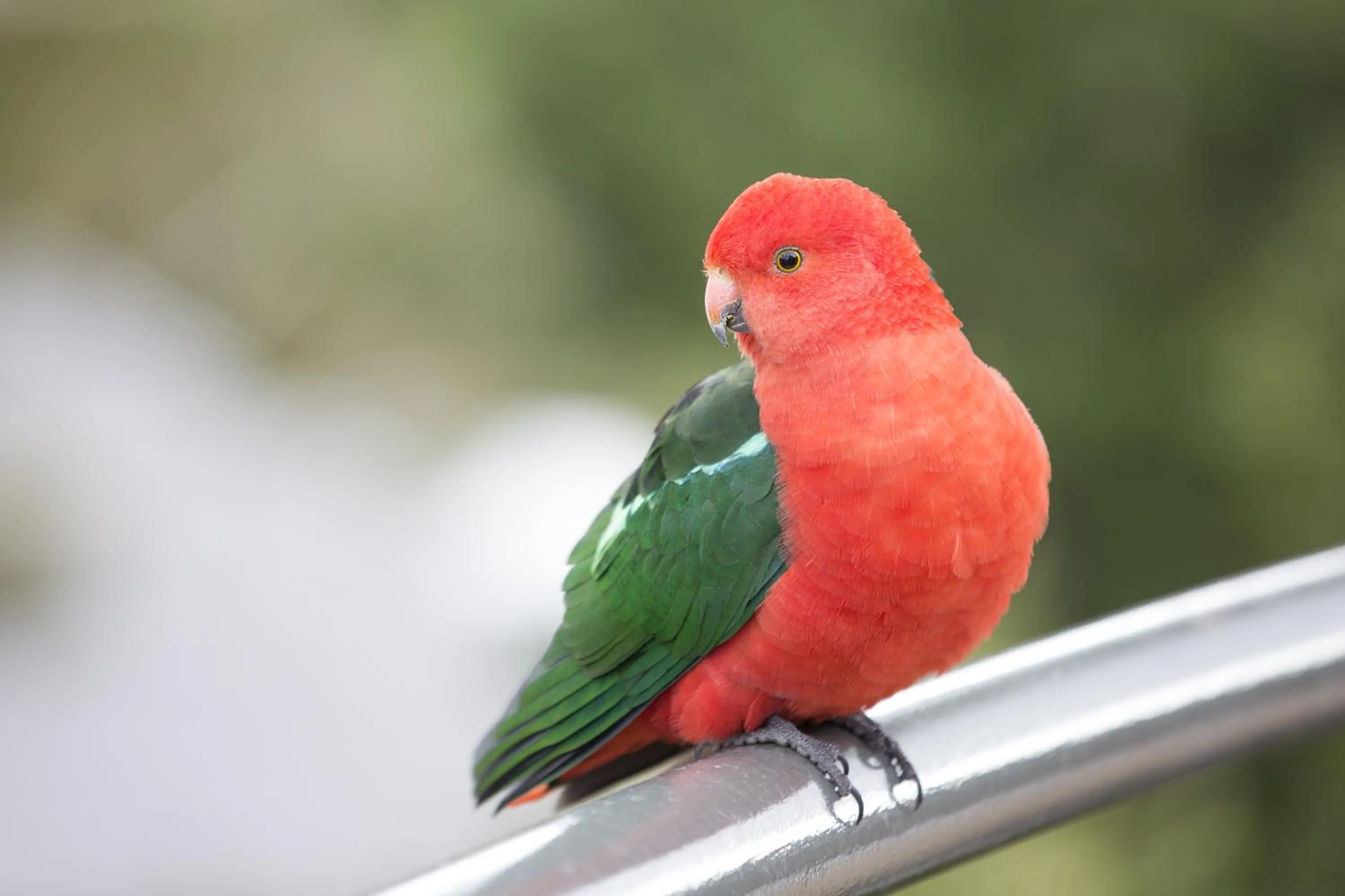 Animals in The Sebel Pinnacle Valley