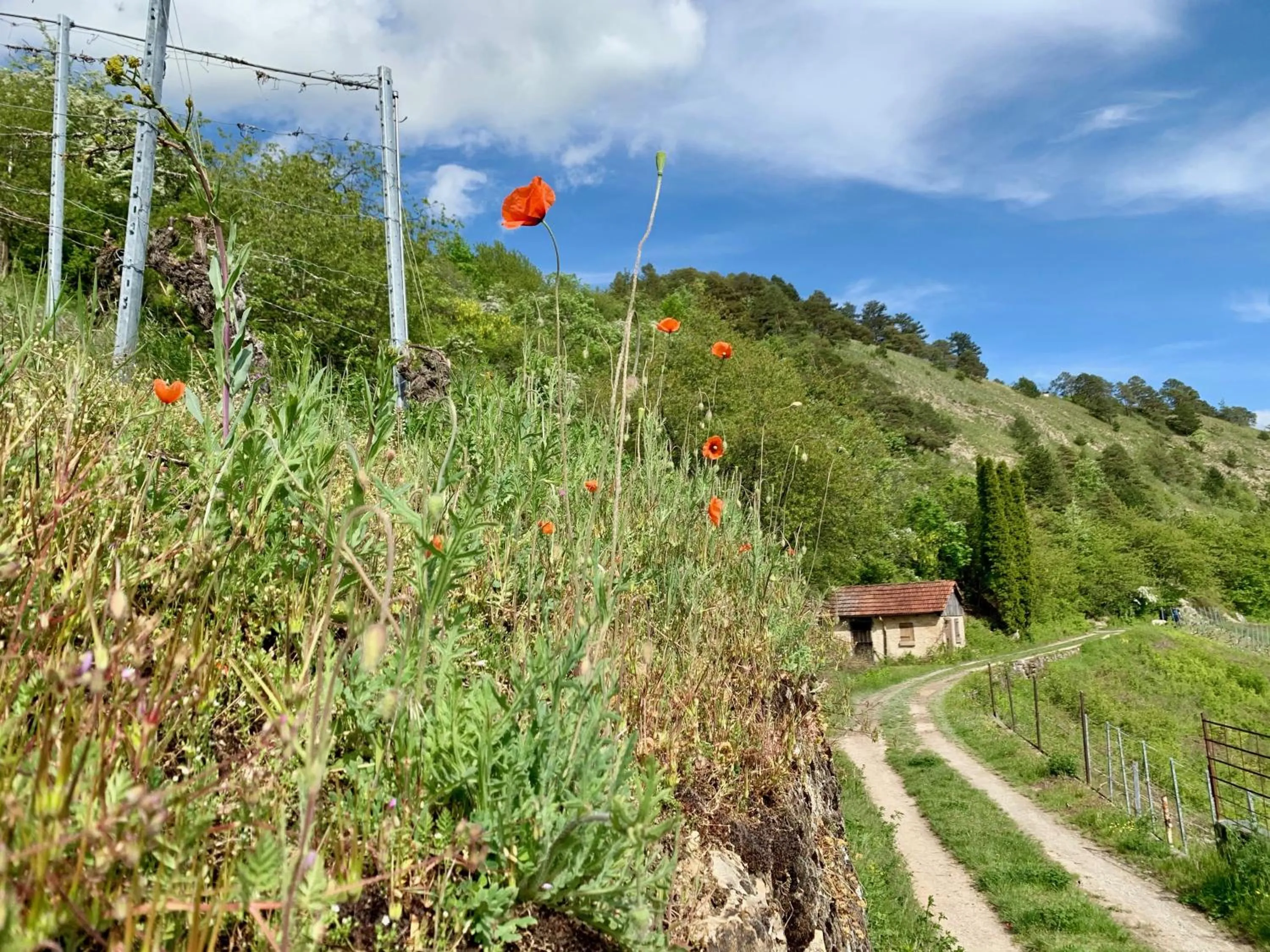 Hiking in Seehotel Gut Dürnhof