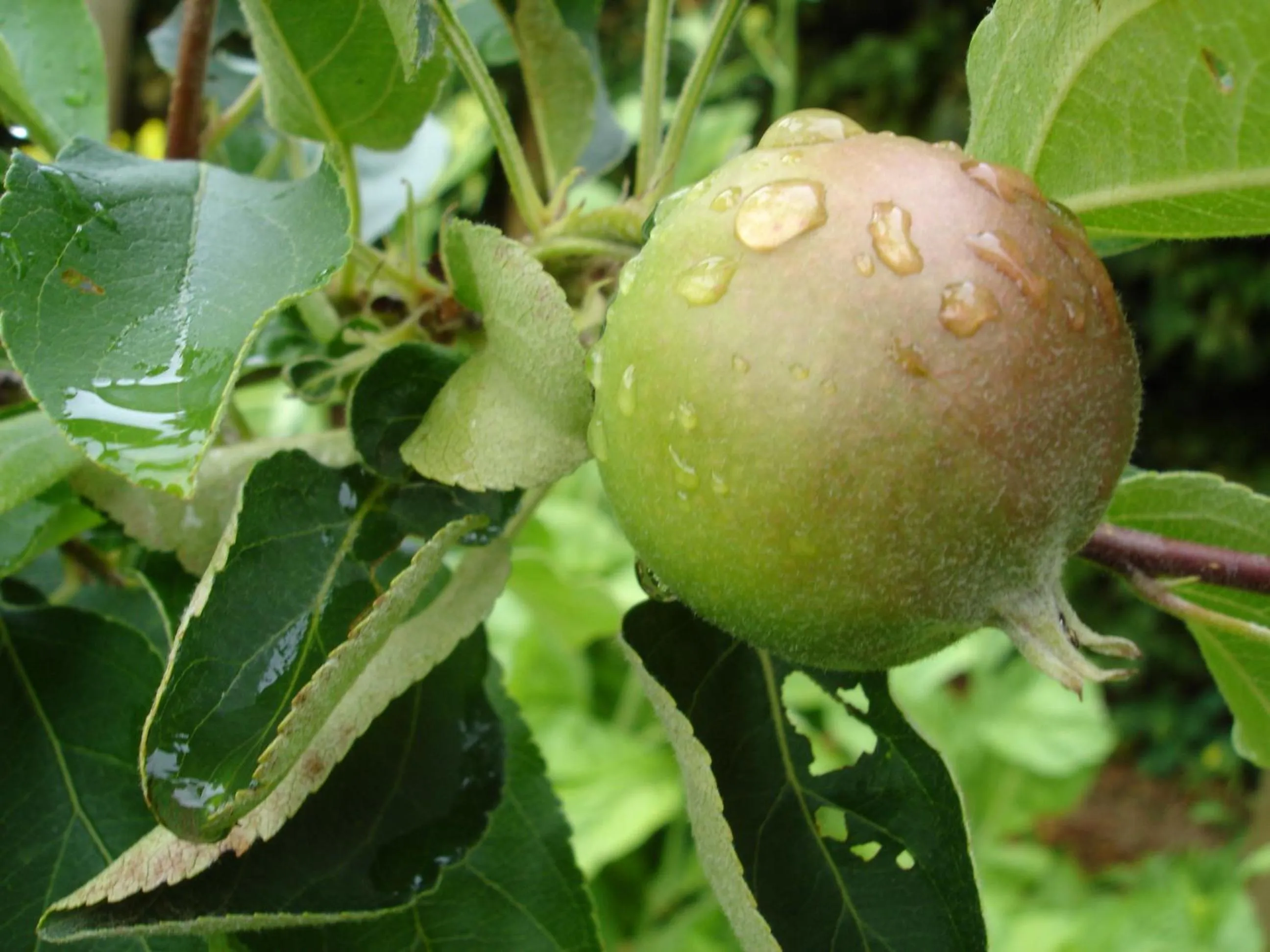 Garden in De Doornkraal Vinotel