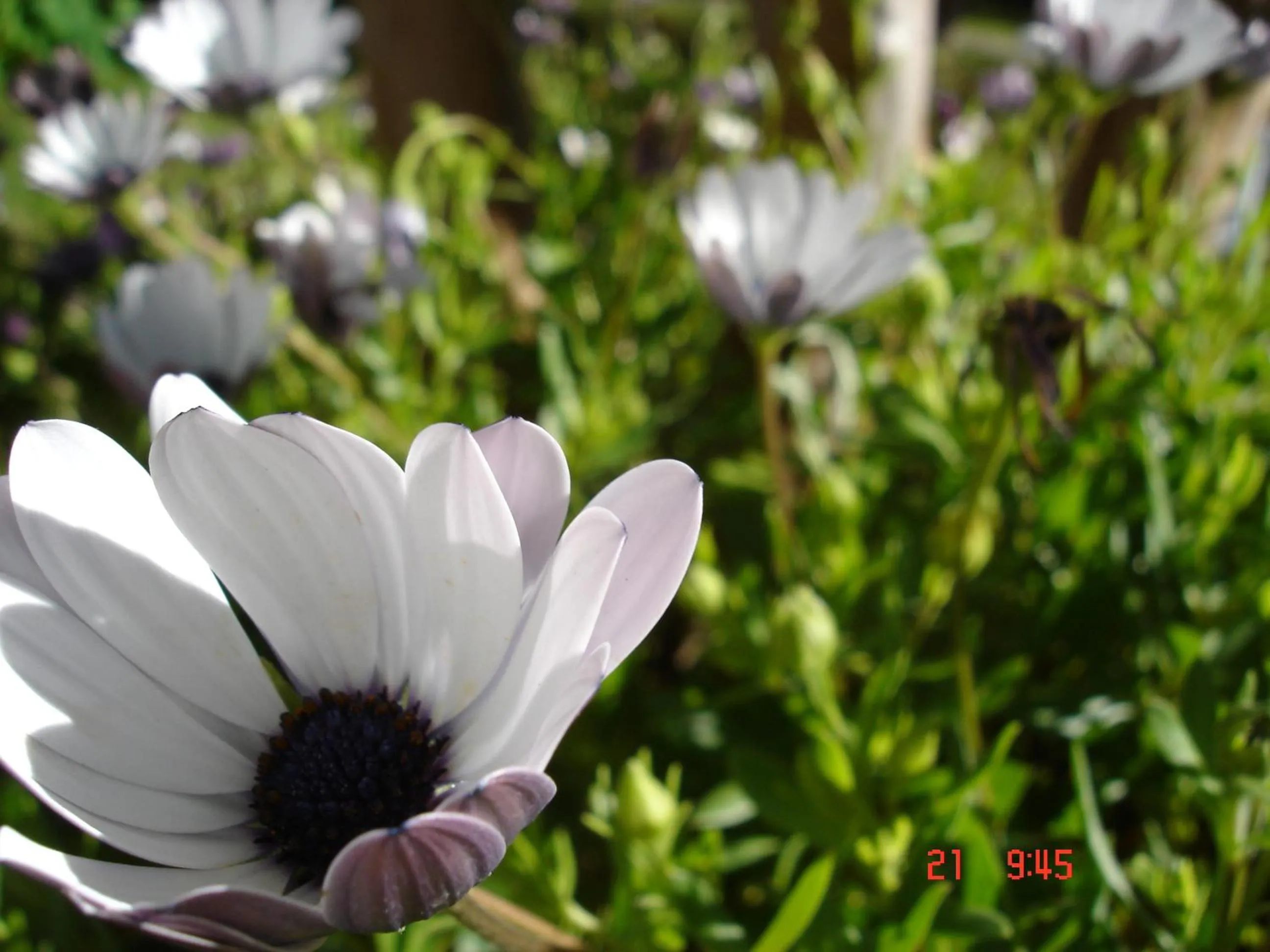 Garden in De Doornkraal Vinotel