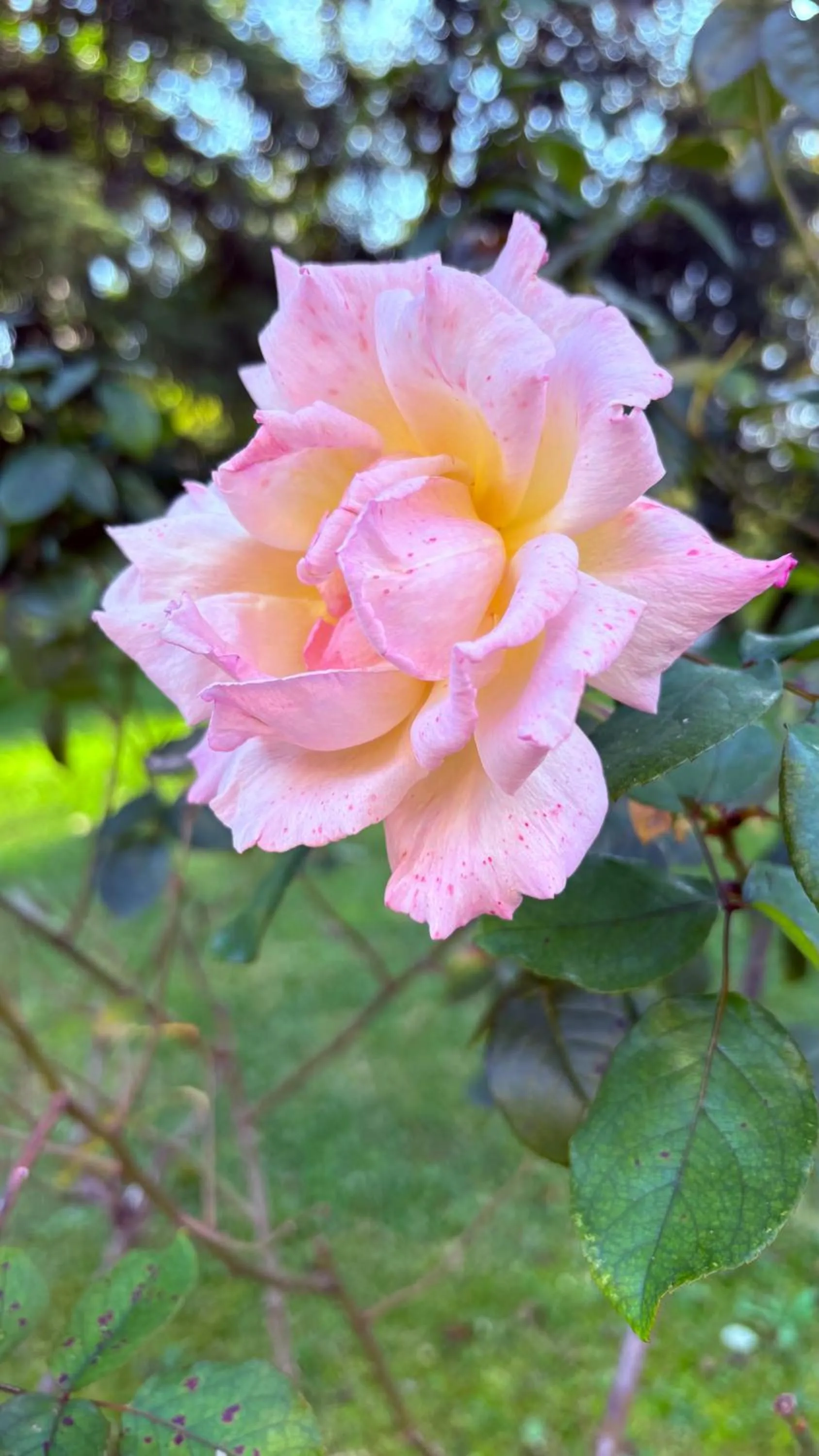 Garden in B&B Villa Gradenigo
