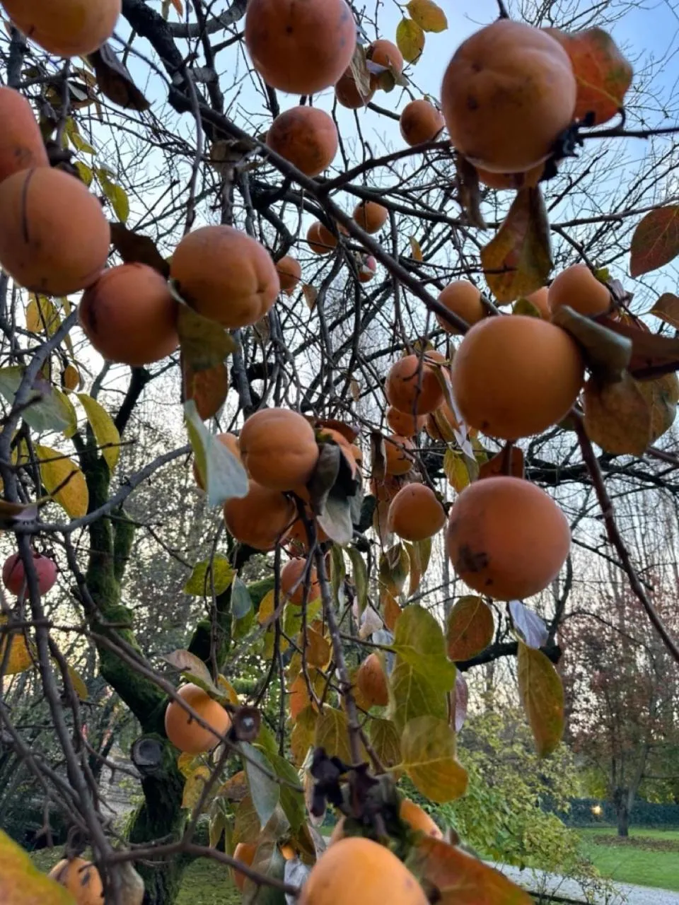 Garden in B&B Villa Gradenigo