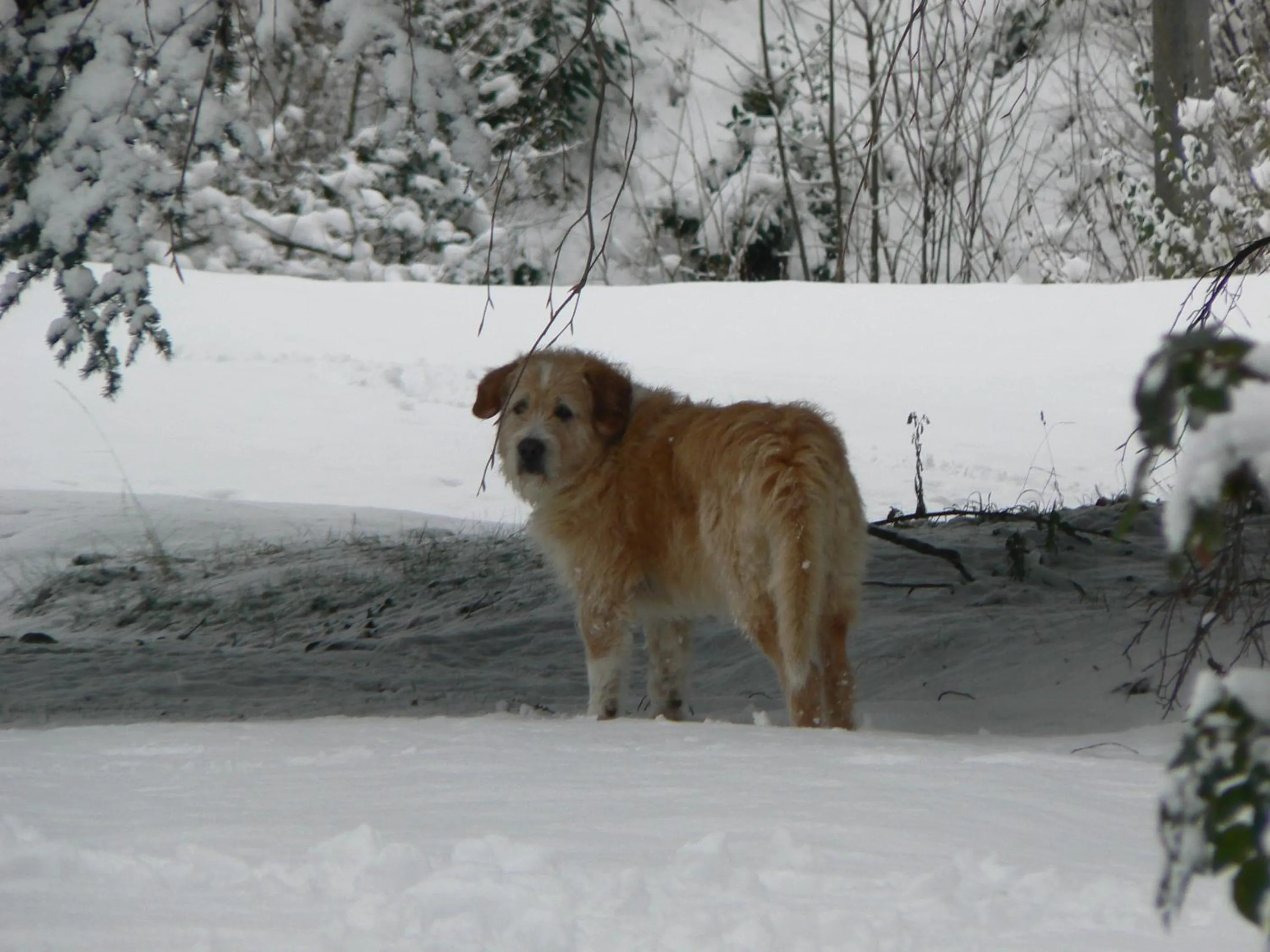 Pets in B&B Villa Cernigliaro Dimora Storica