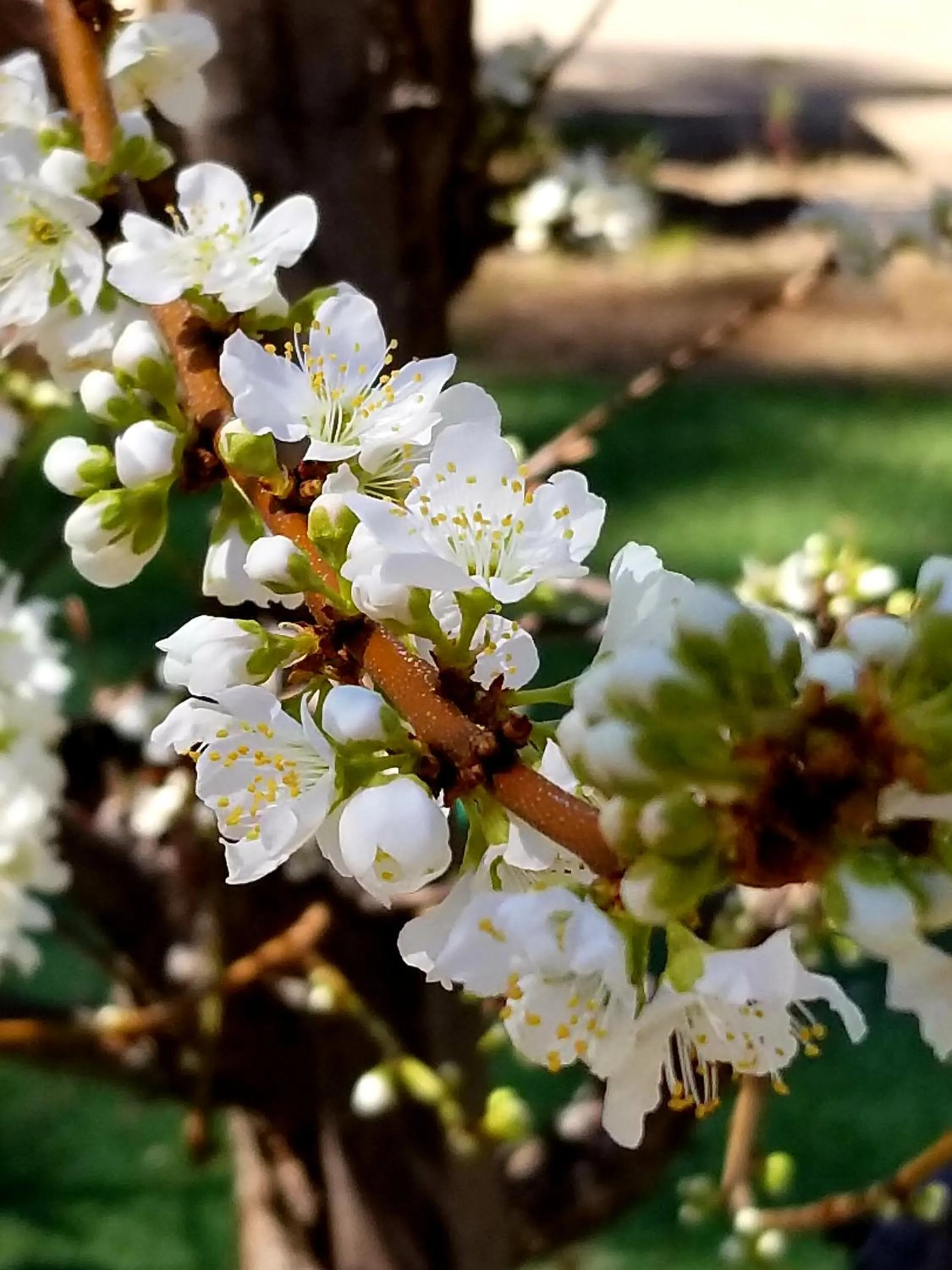 View (from property/room) in Sacred Mtn River Suites