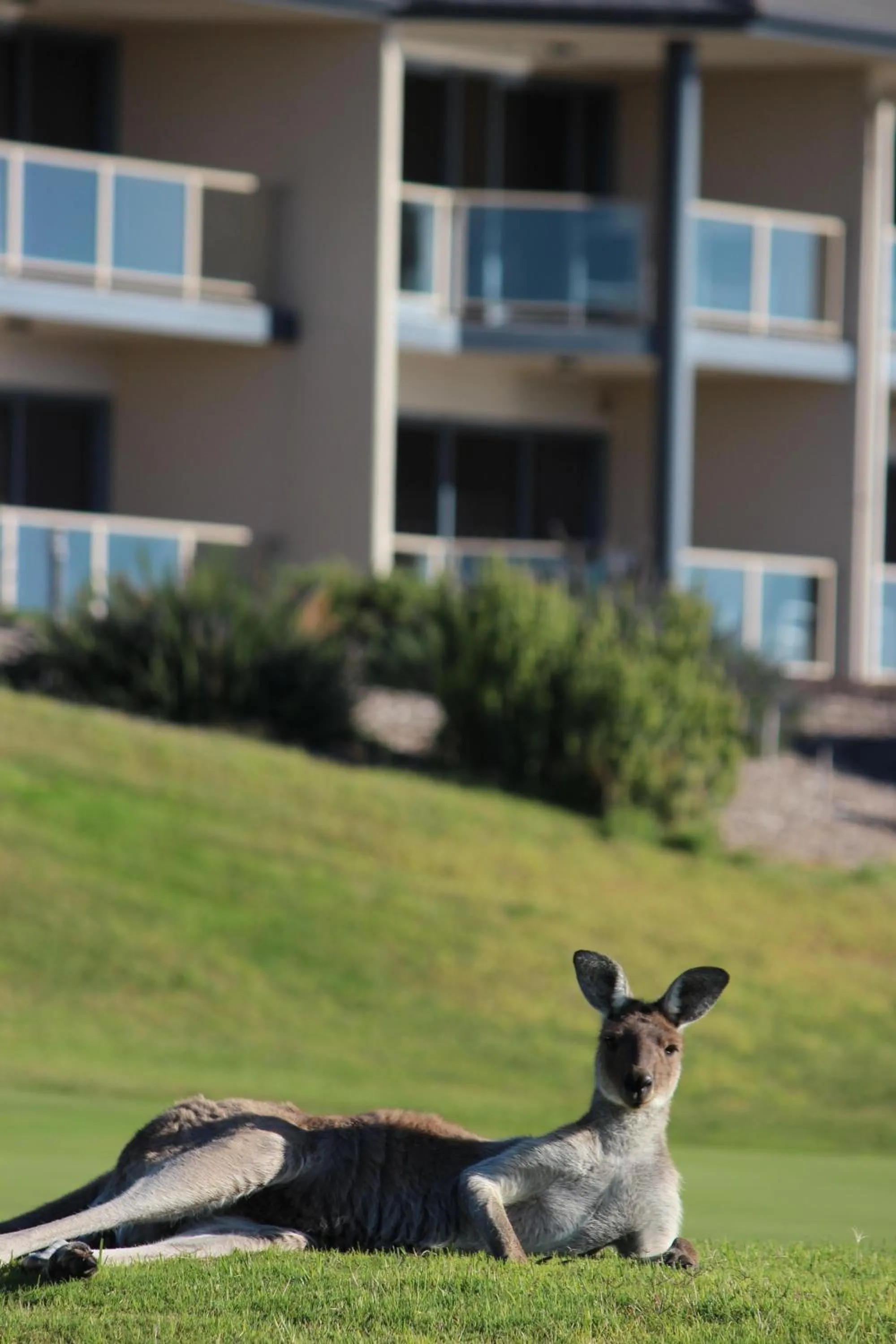 Animals in Lady Bay Hotel