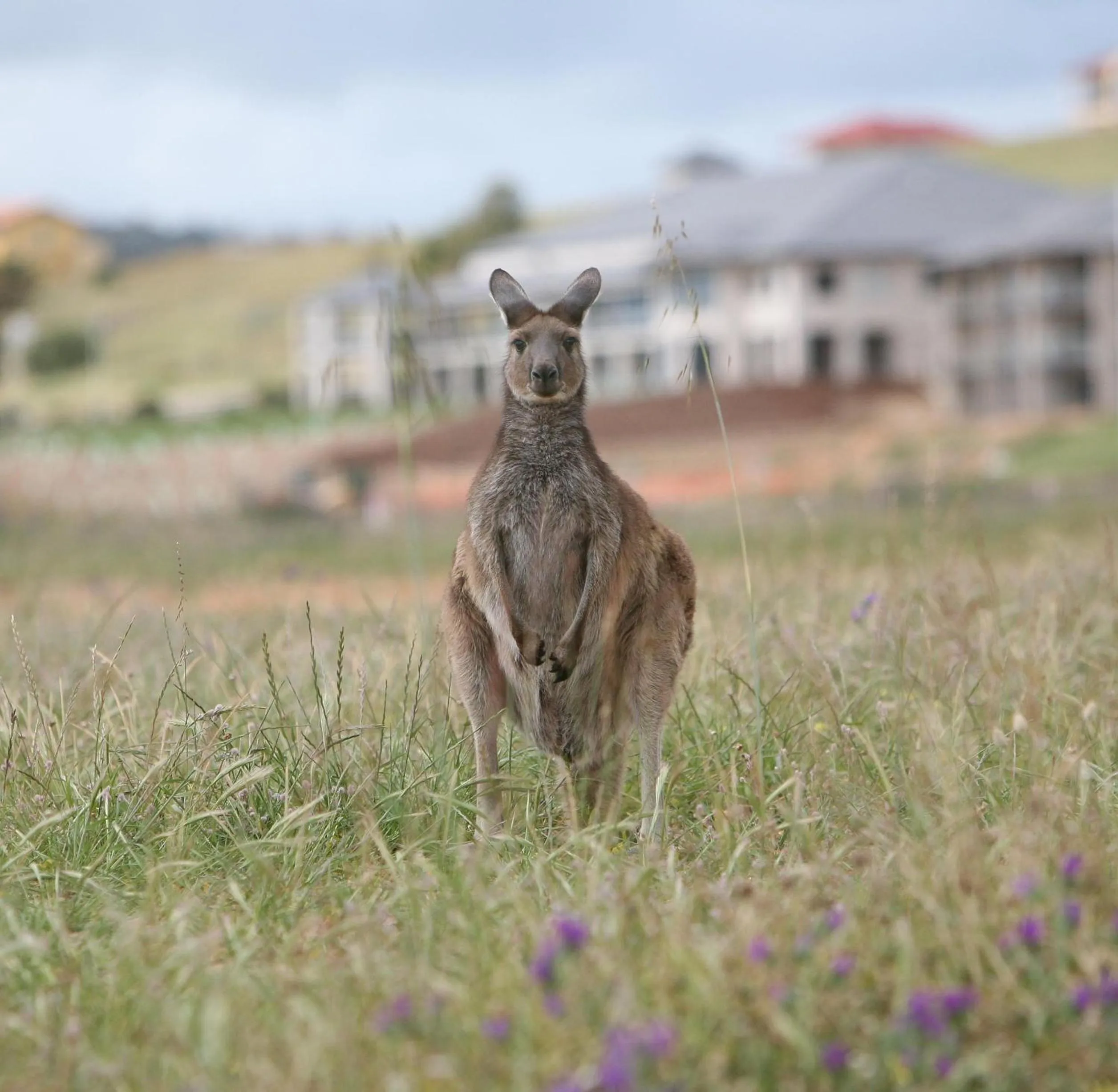 Animals in Lady Bay Hotel