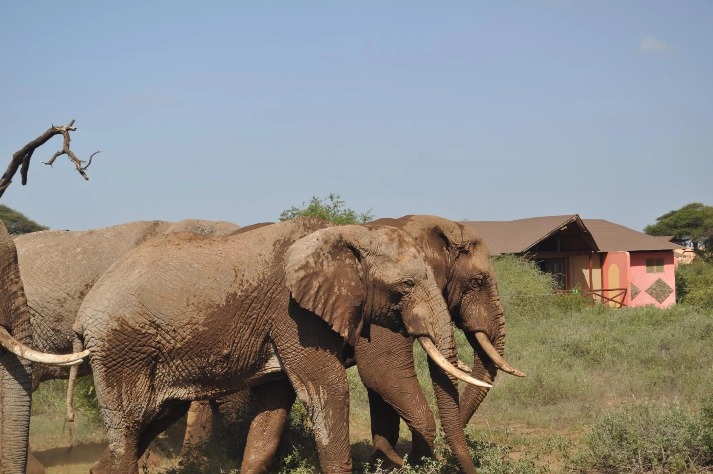 Animals in Kilima Safari Camp
