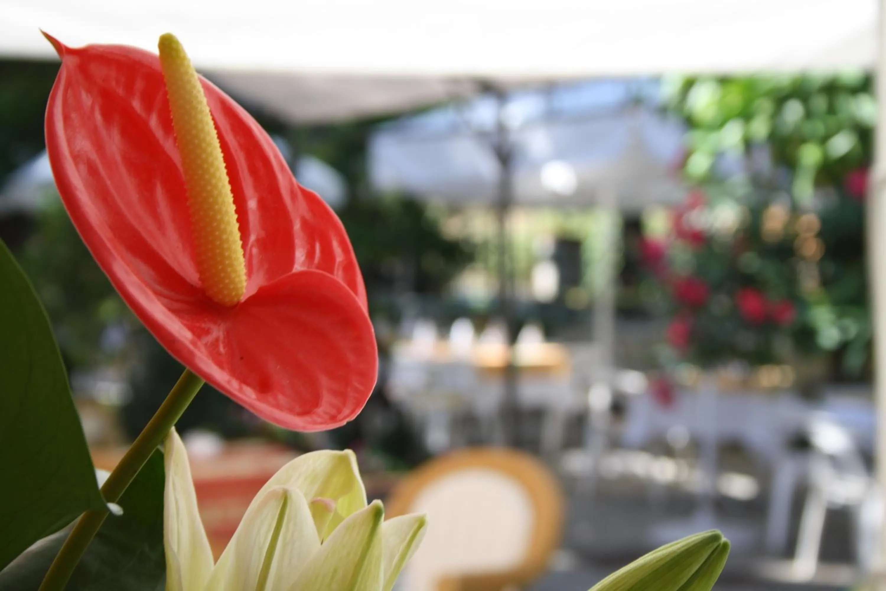 Balcony/Terrace in Auberge Les Gorges du Loup