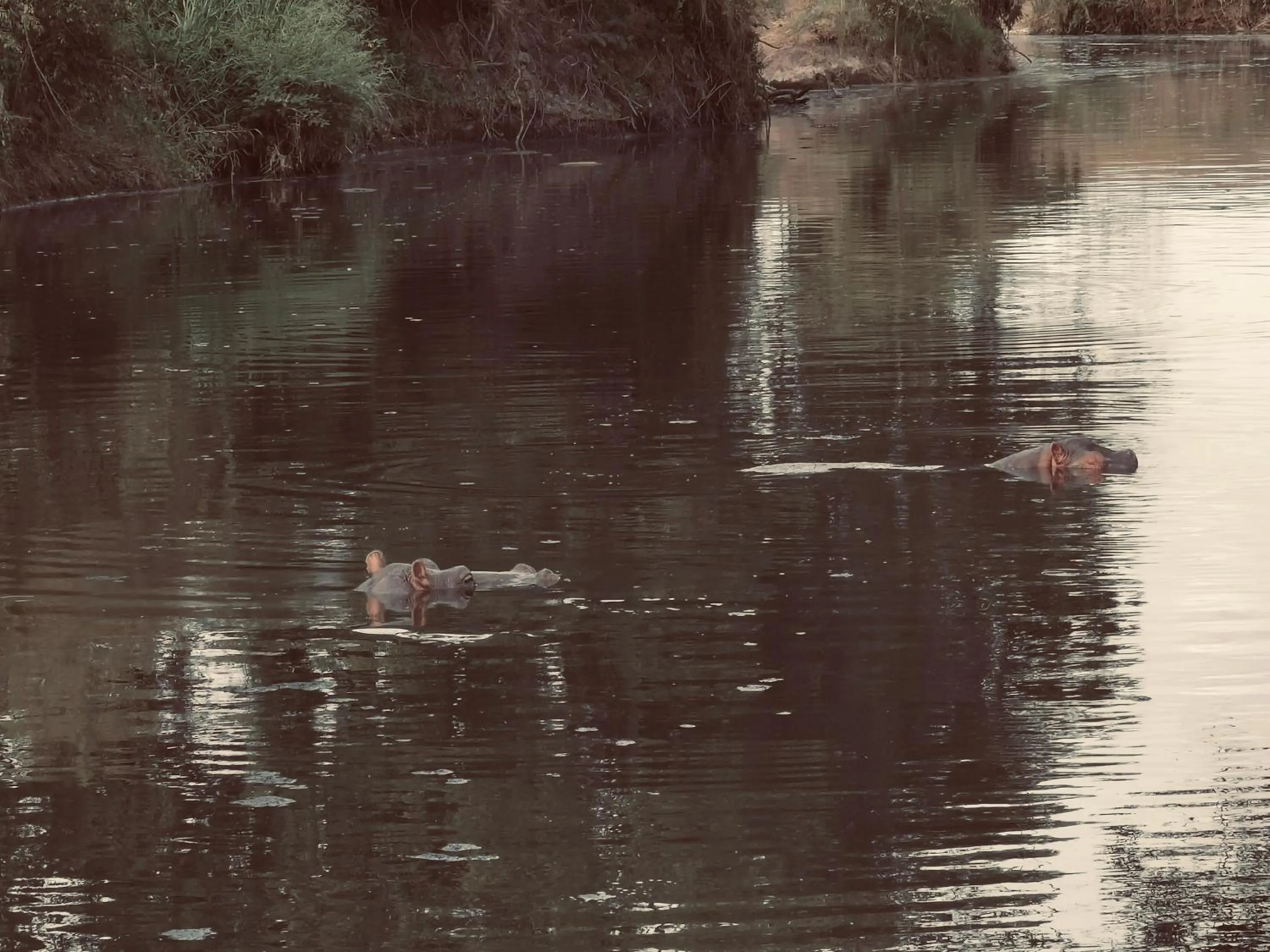 River view in Fig Tree Camp - Maasai Mara