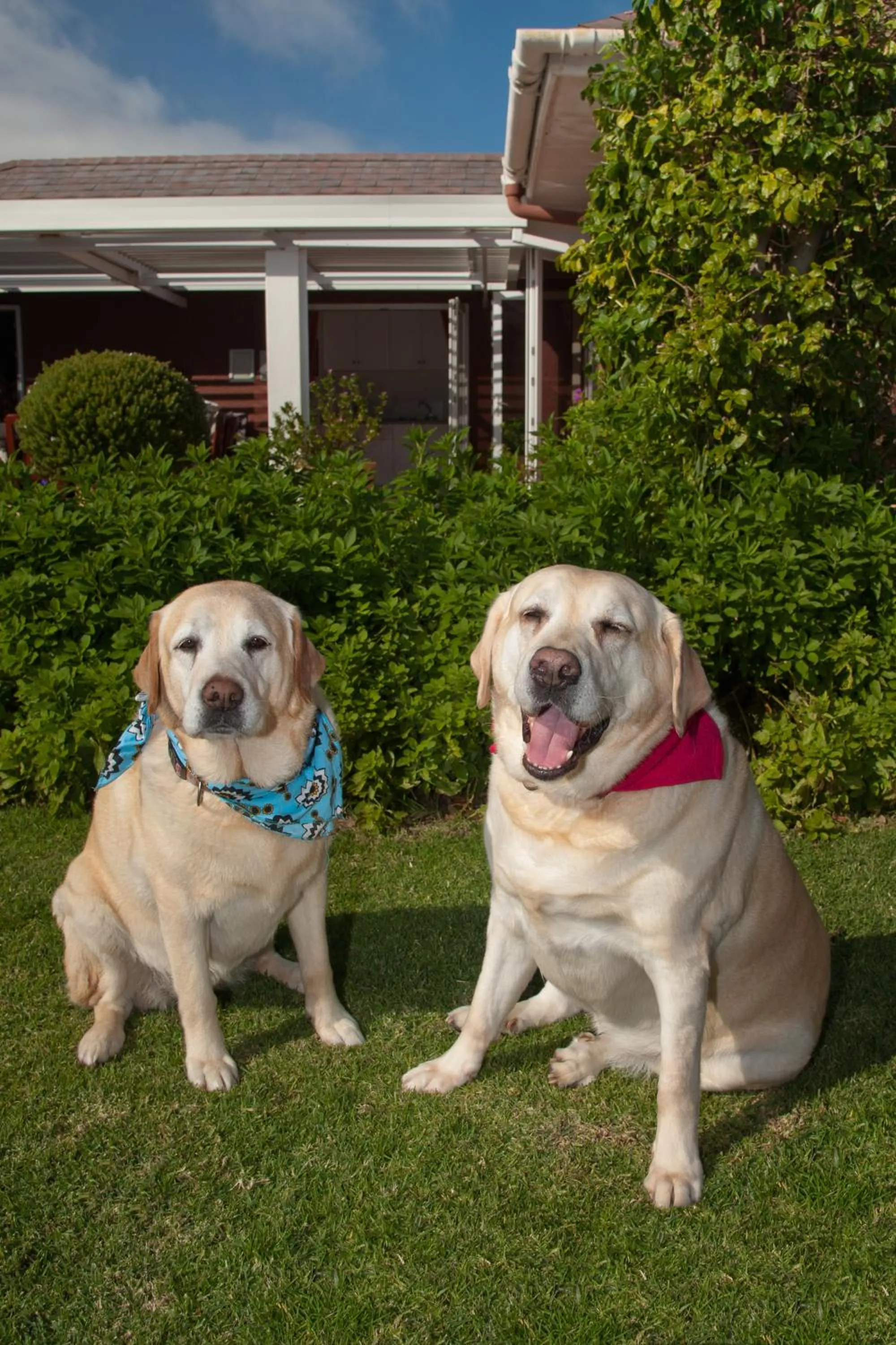 Pets in Brown Jug Guest House