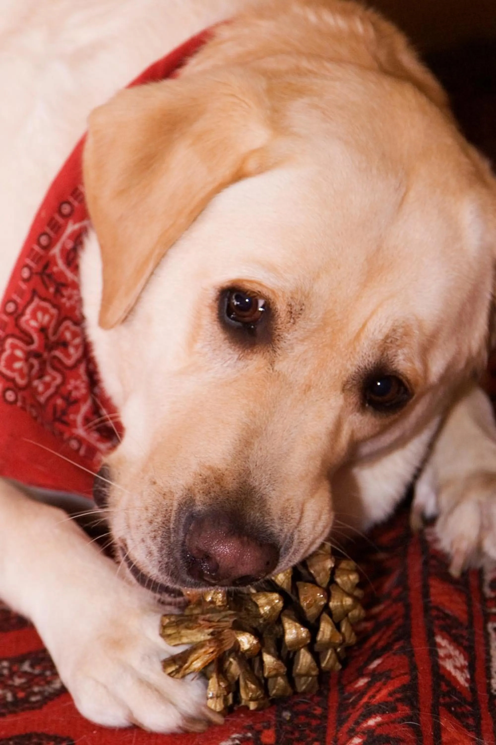 Pets in Brown Jug Guest House
