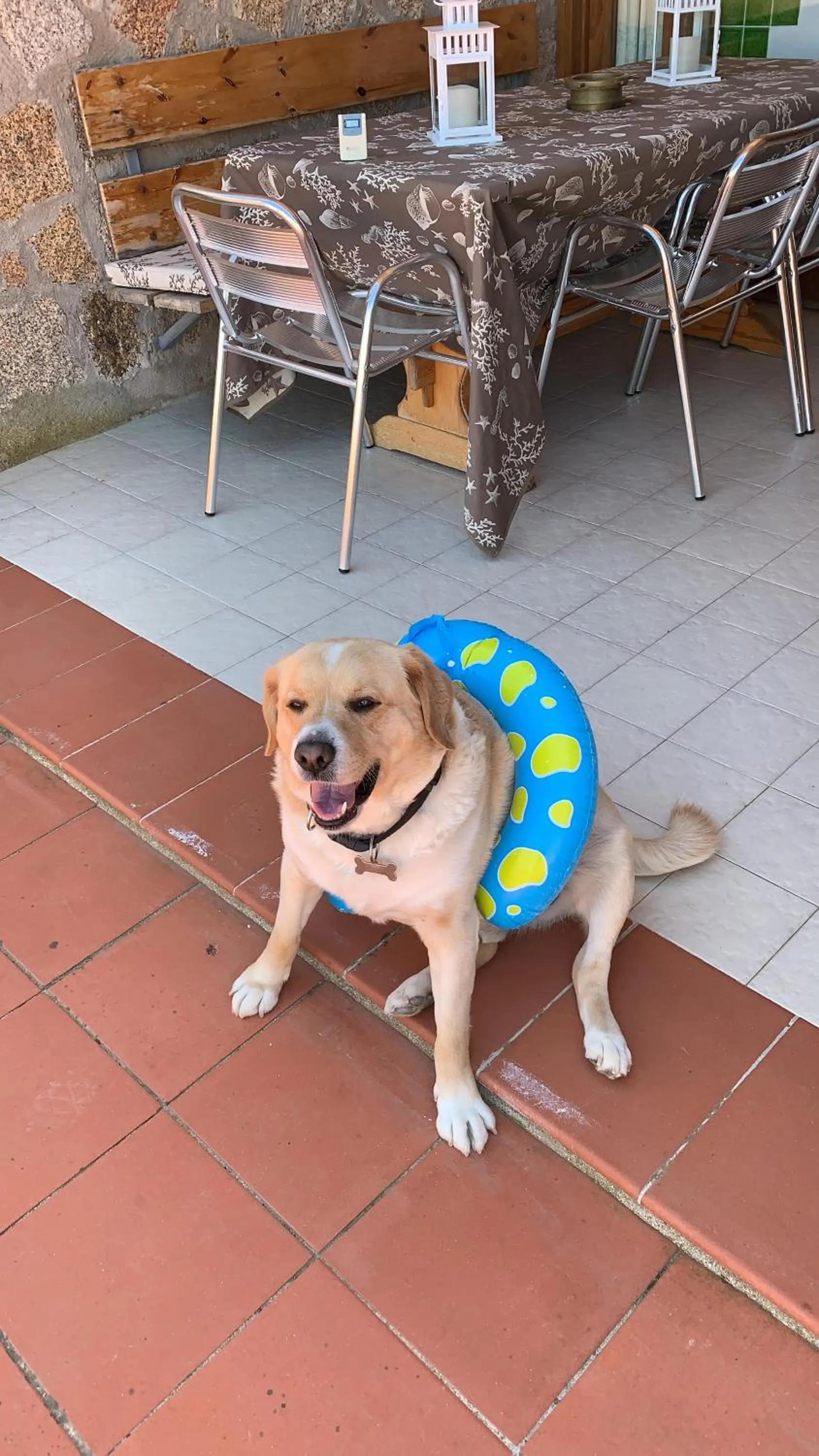 Pets in Hotel Olimpia