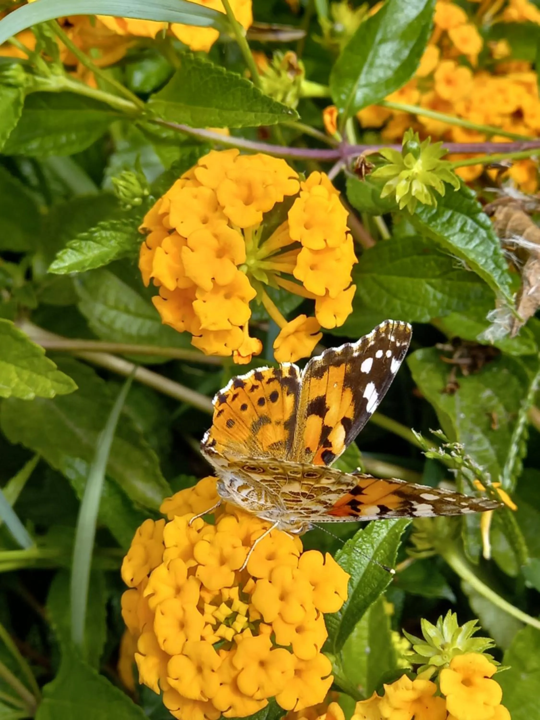 Property building in Hotel Olimpia