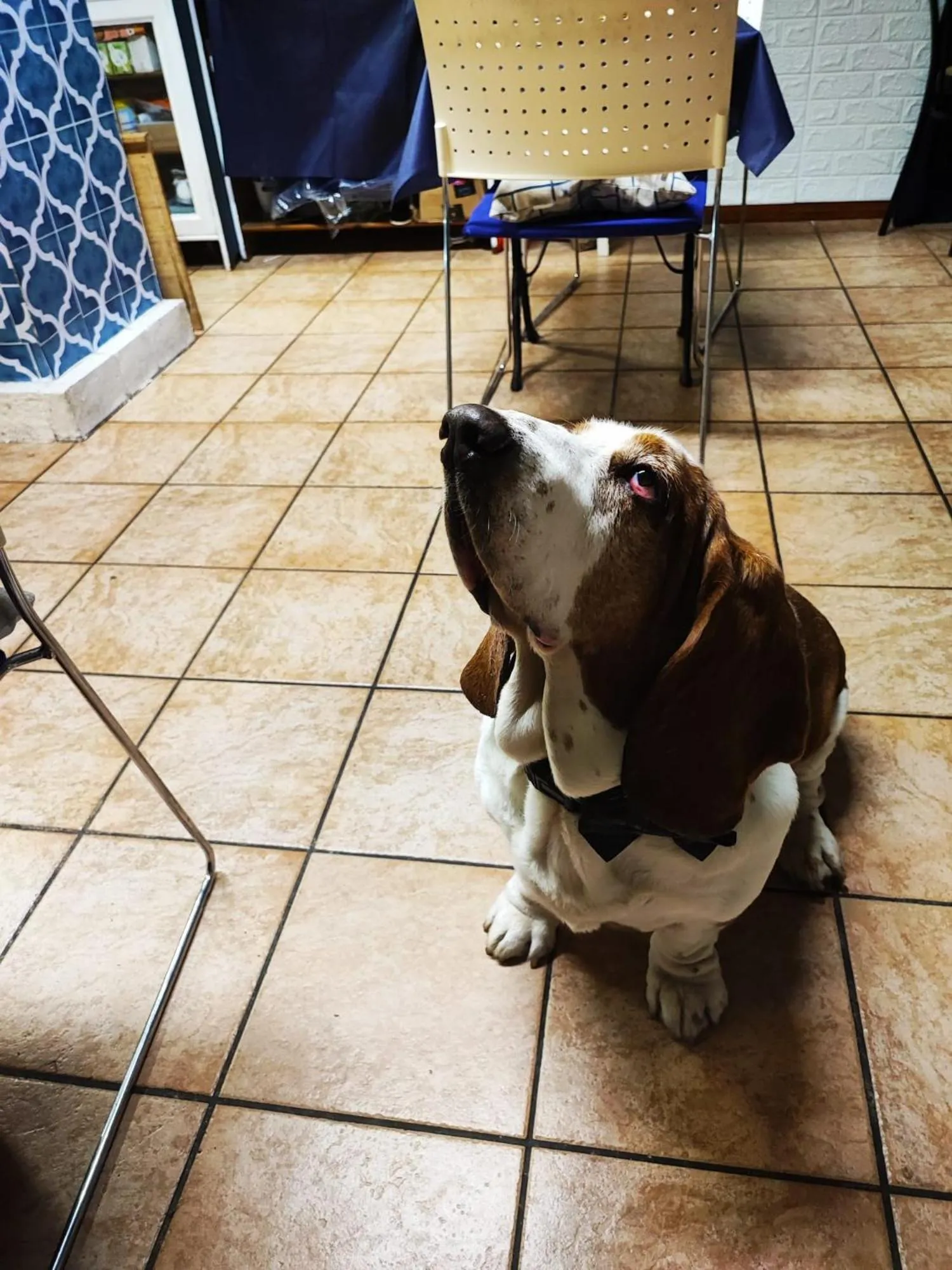 Animals, Pets in Hotel San Desiderio