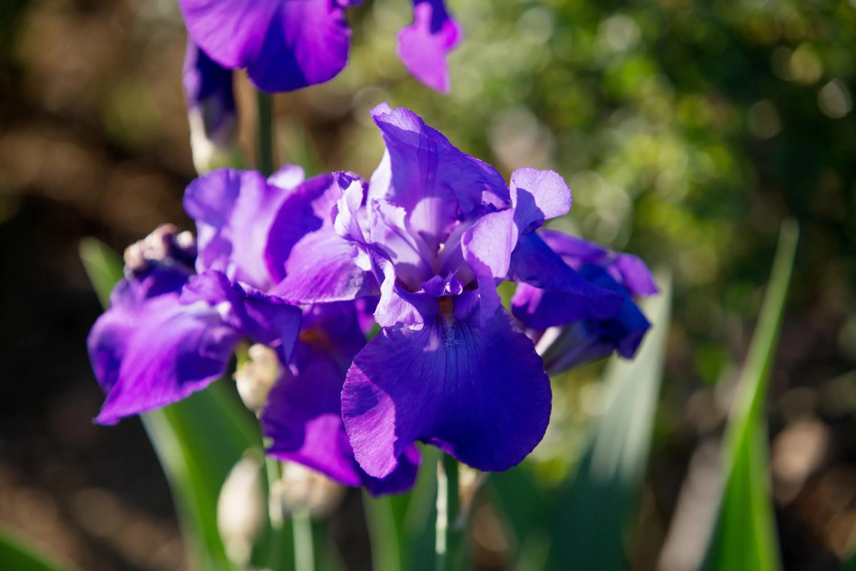 Garden in Casa Bellavista B&B