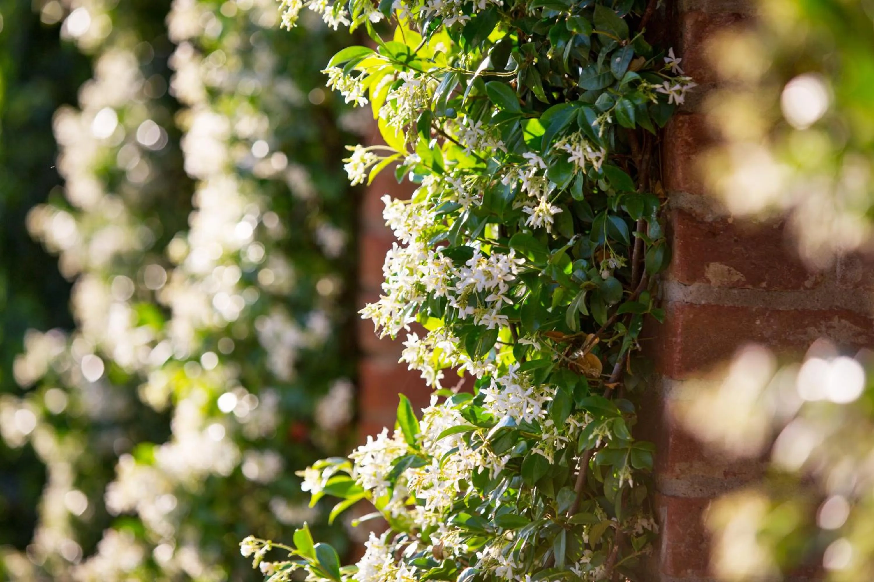 Garden in Casa Bellavista B&B