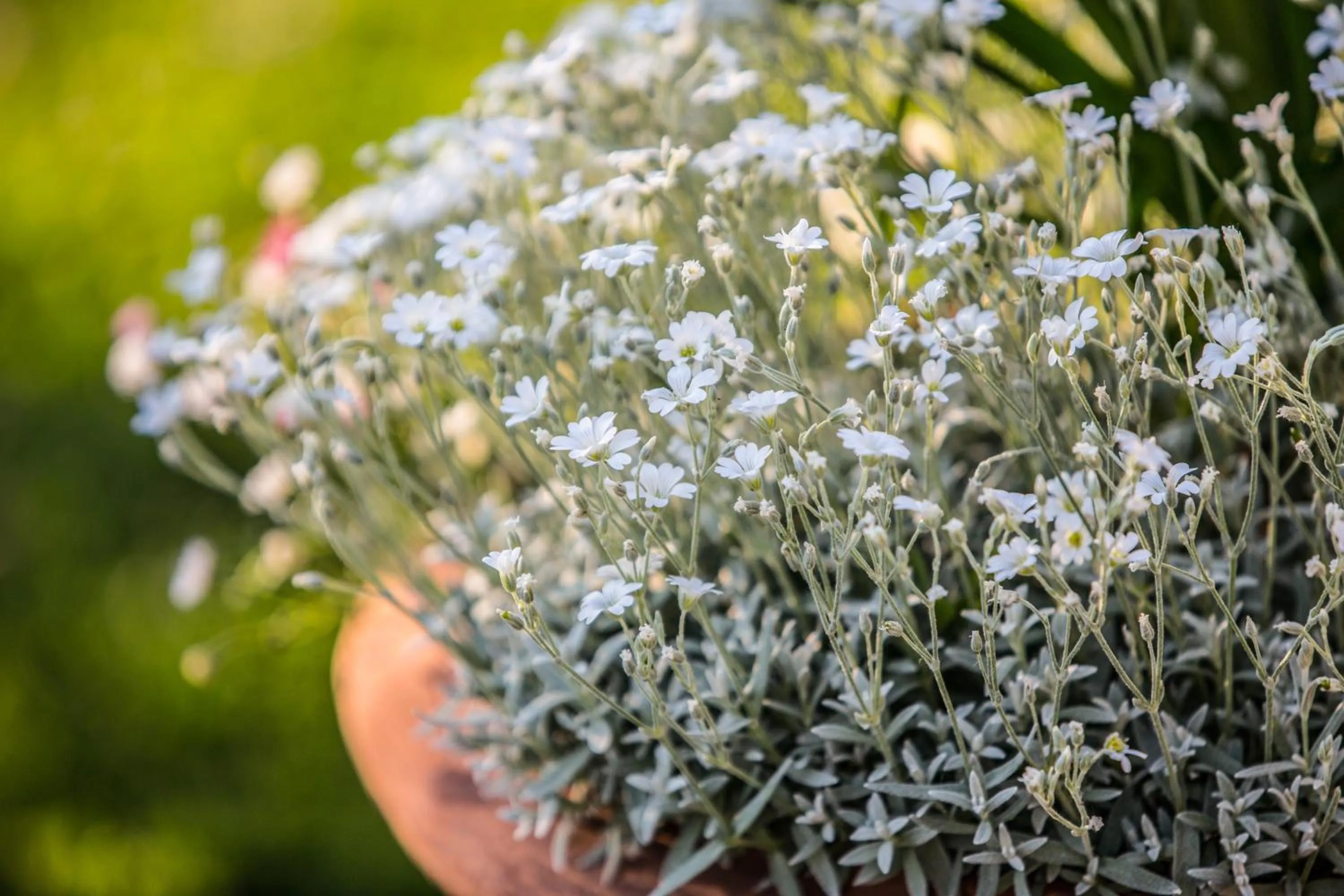 Garden in Casa Bellavista B&B