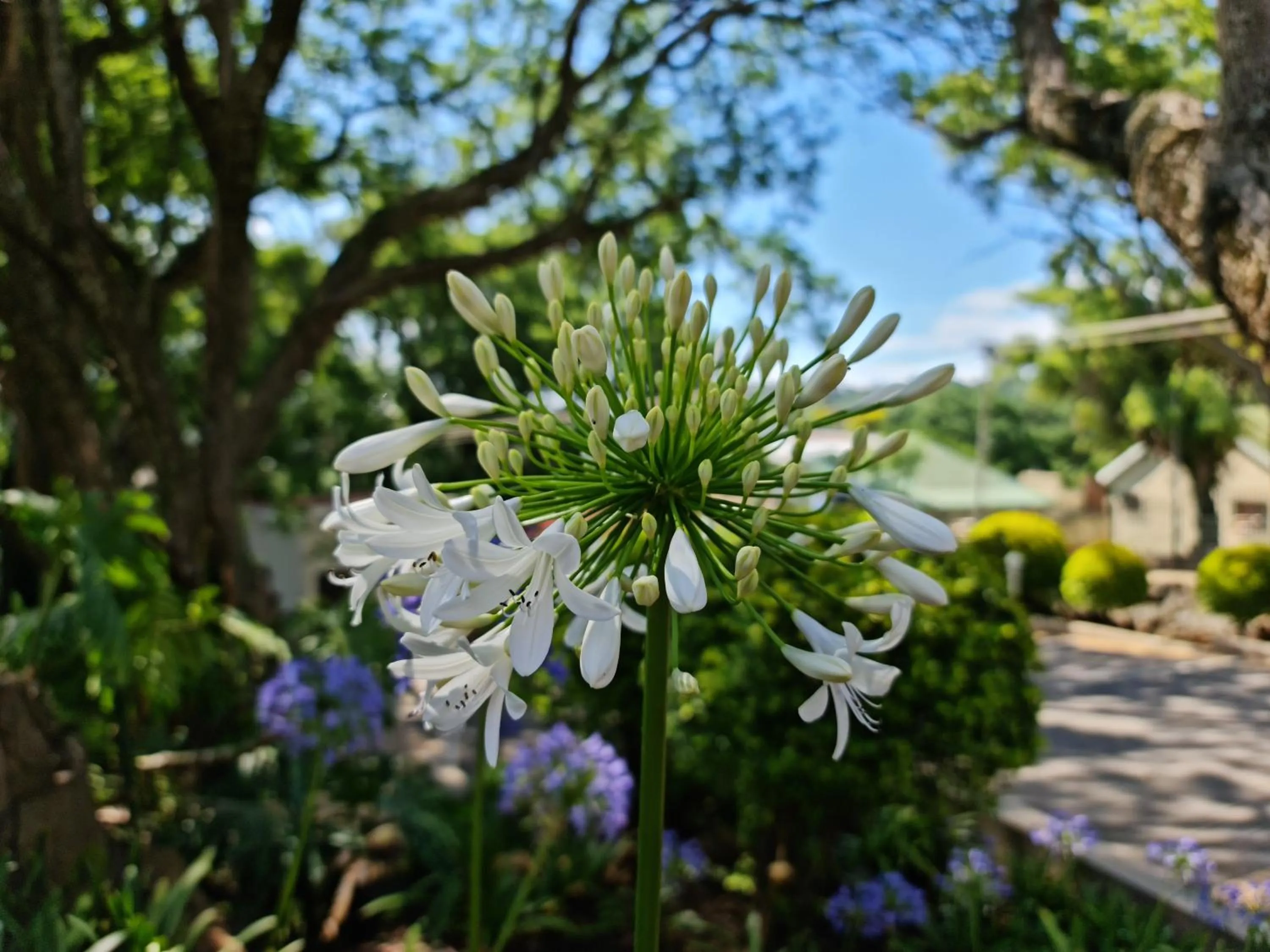 Garden in Peaches & Cream Bed & Breakfast