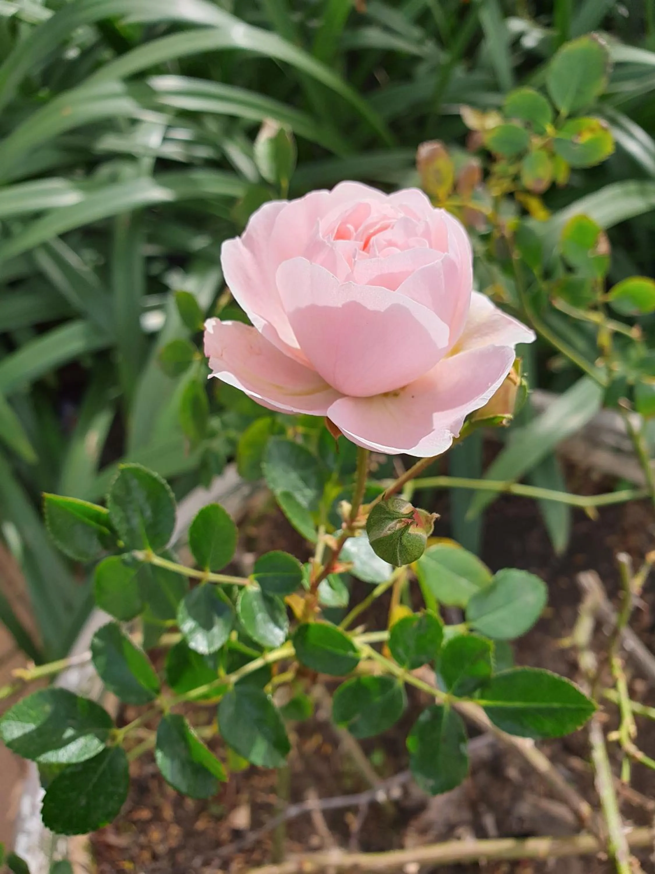 Garden in Peaches & Cream Bed & Breakfast