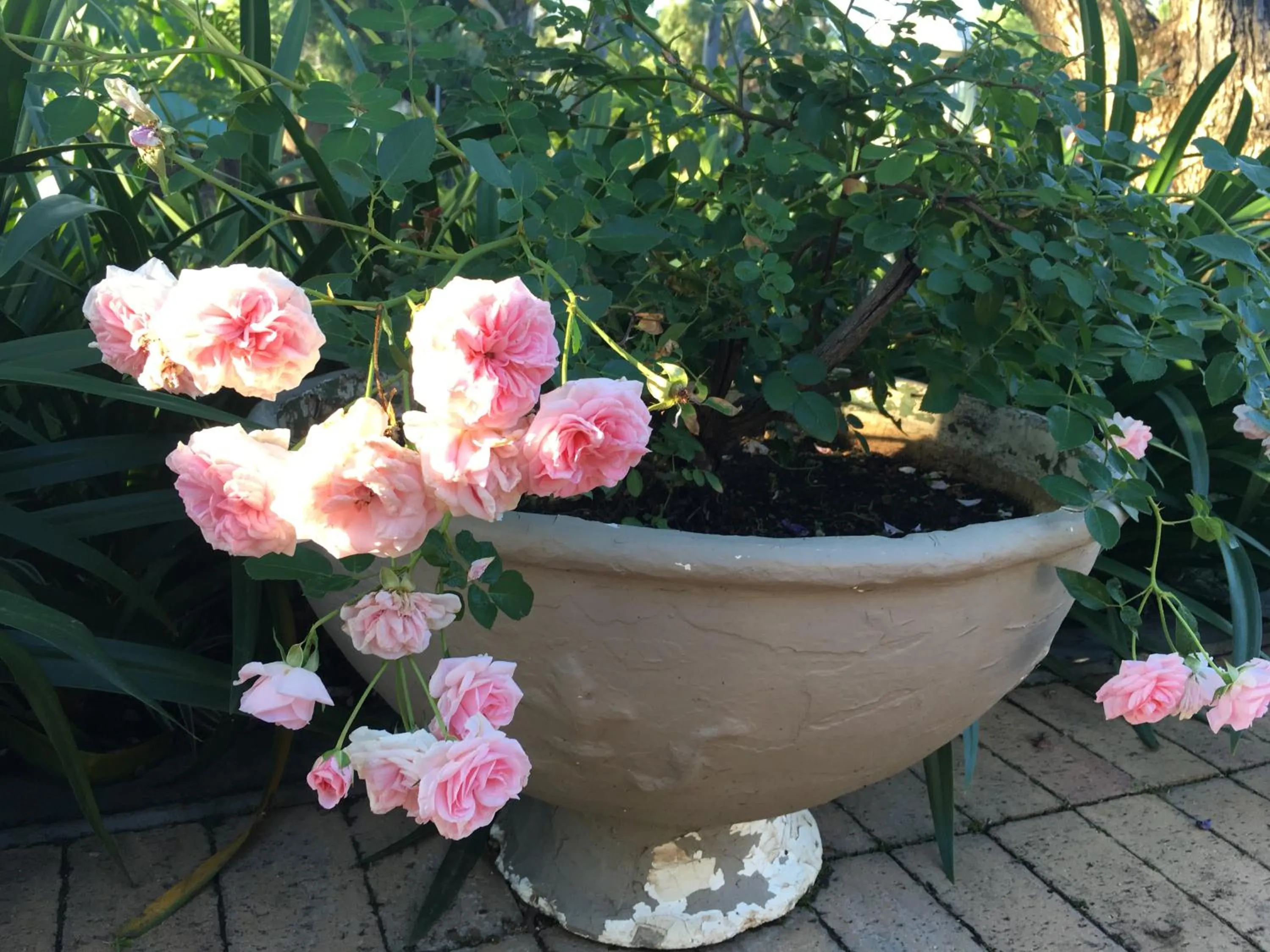 Garden in Peaches & Cream Bed & Breakfast