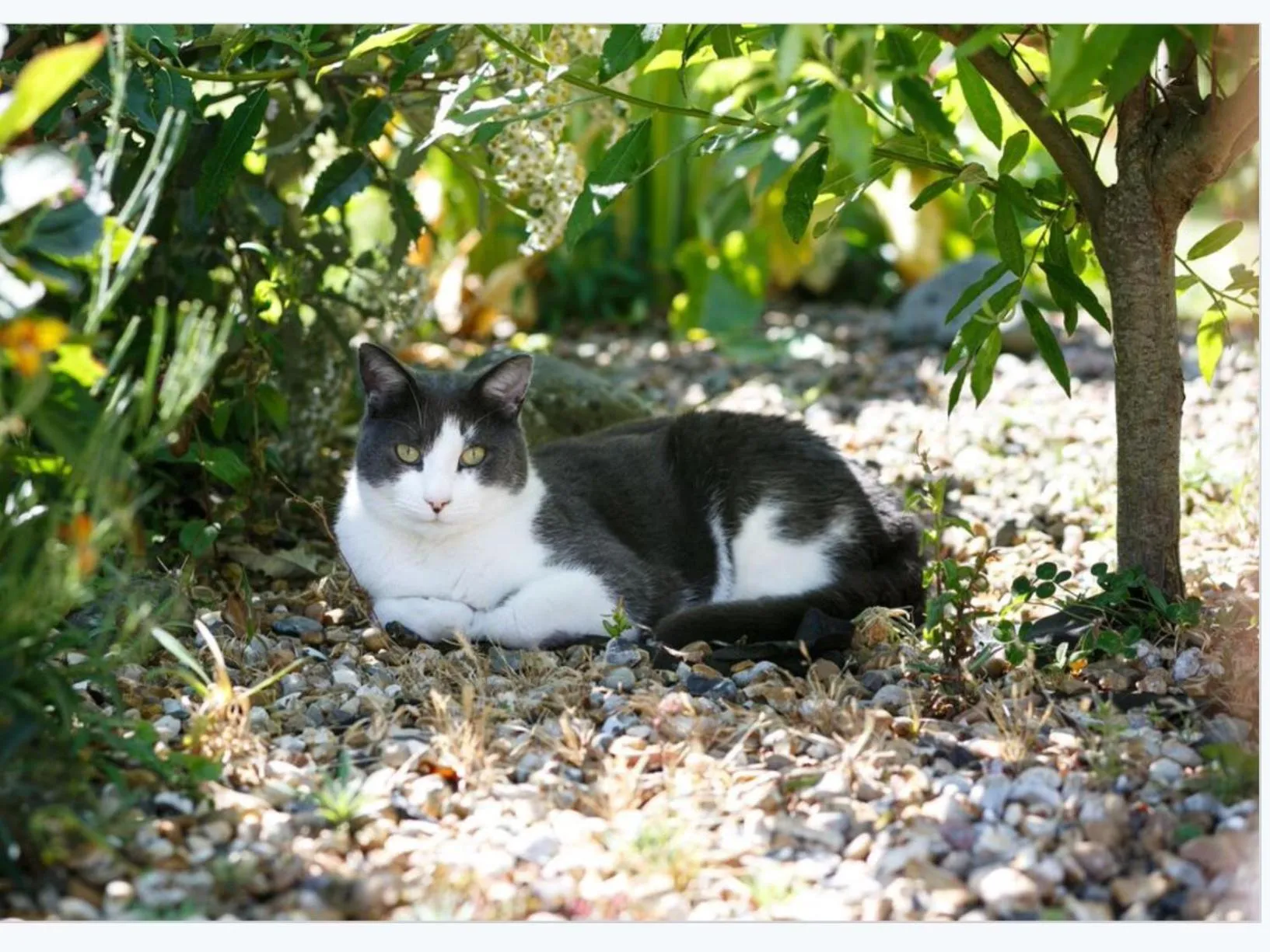 Animals in Margaret's Cottage B&B