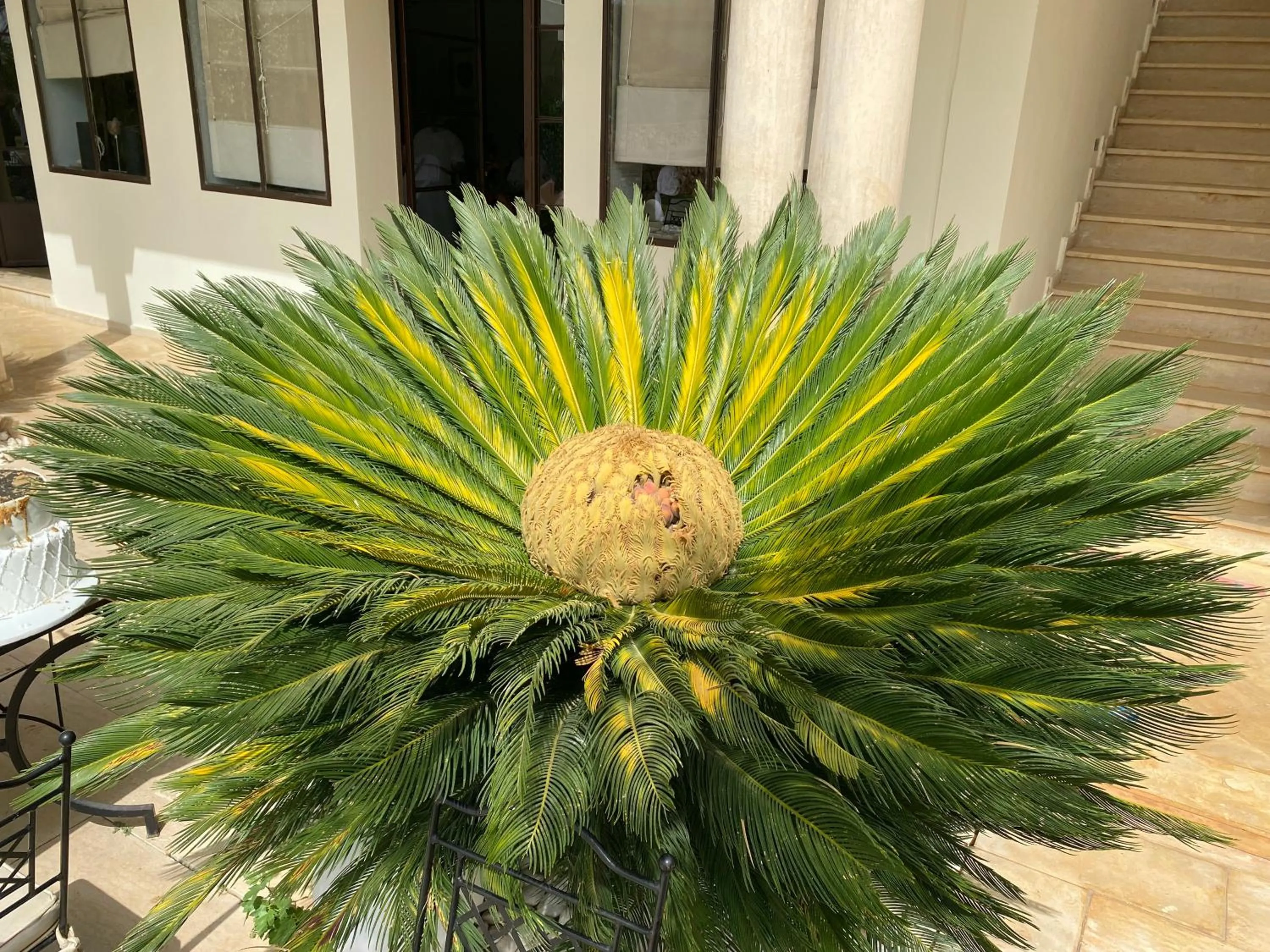 Patio in Villa Agapanthe