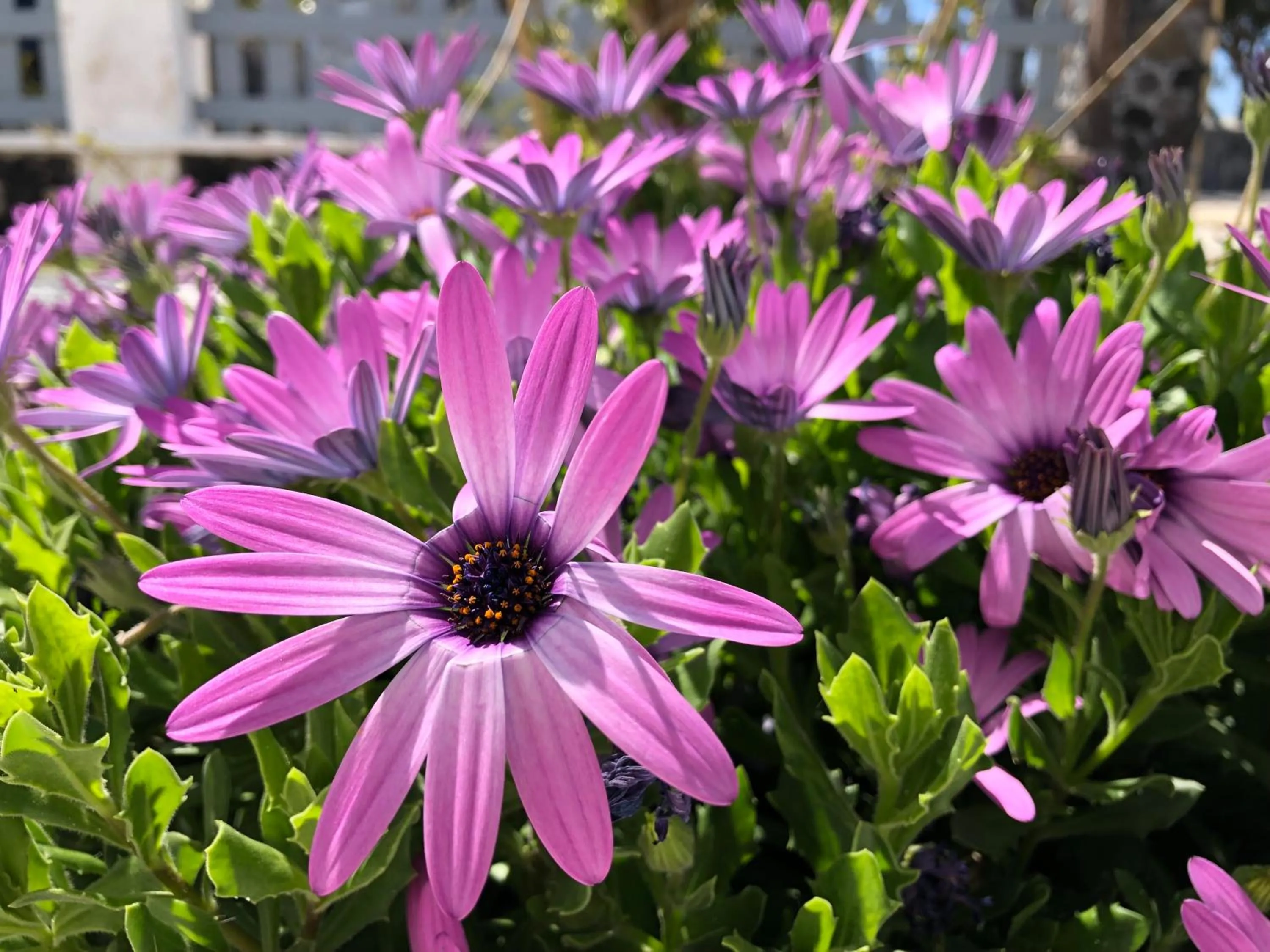 Black Coast Santorini