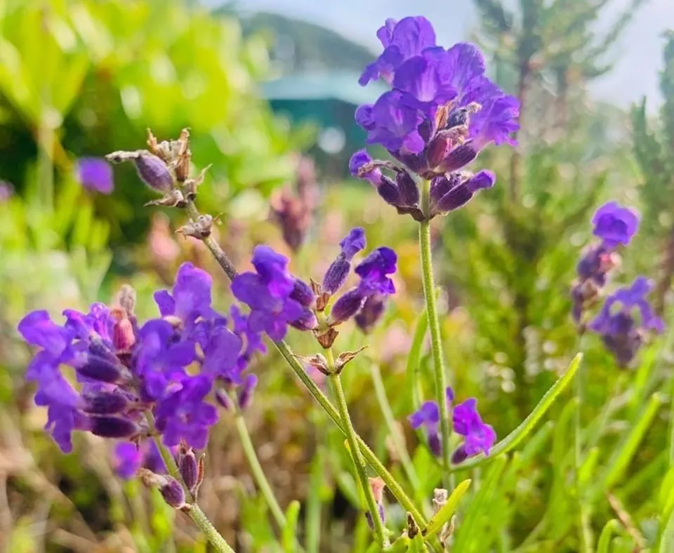 Torrs Warren Country House Hotel