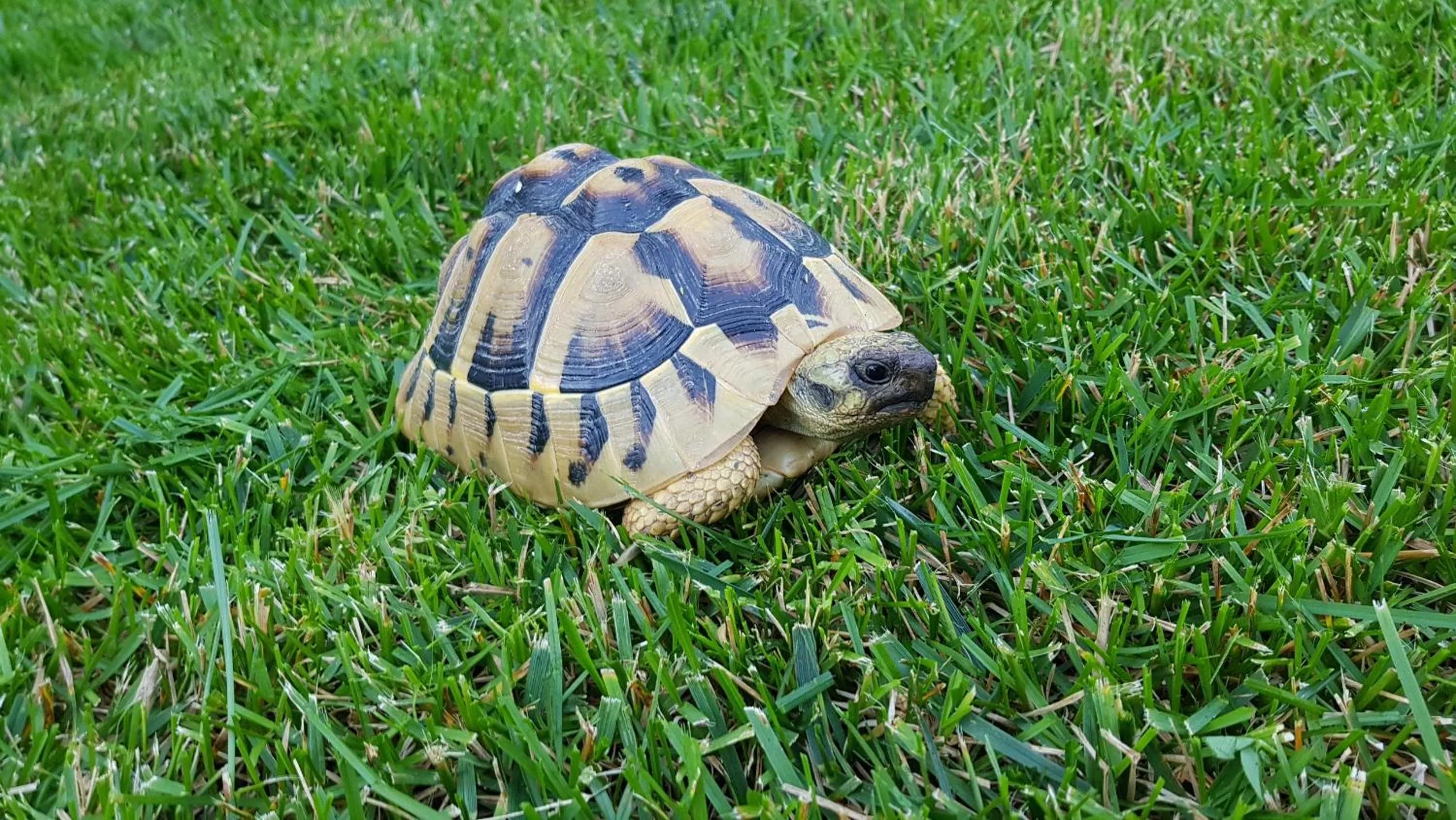 Animals in Favola Exclusive b&b