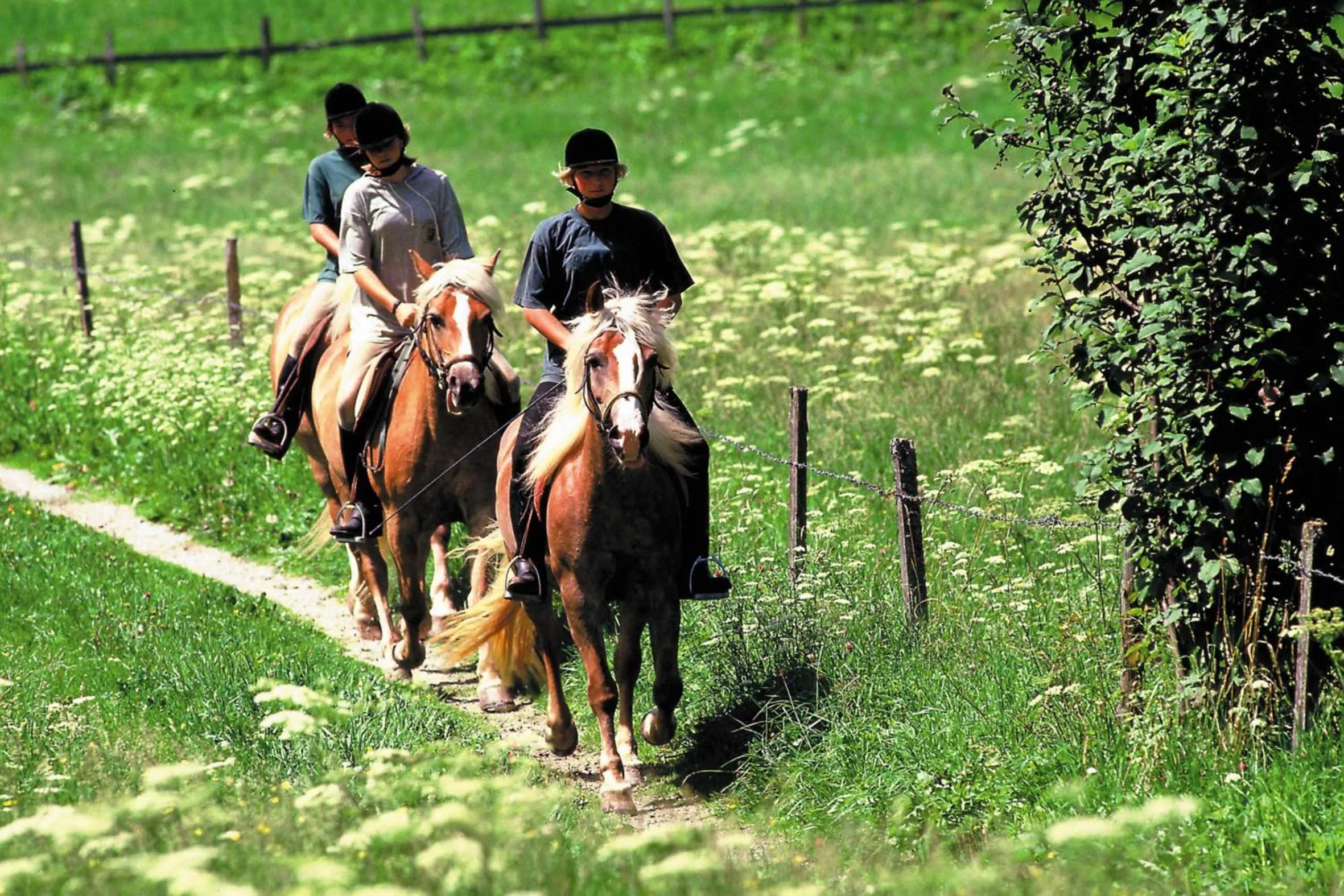 Animals in Hotel Rainegg