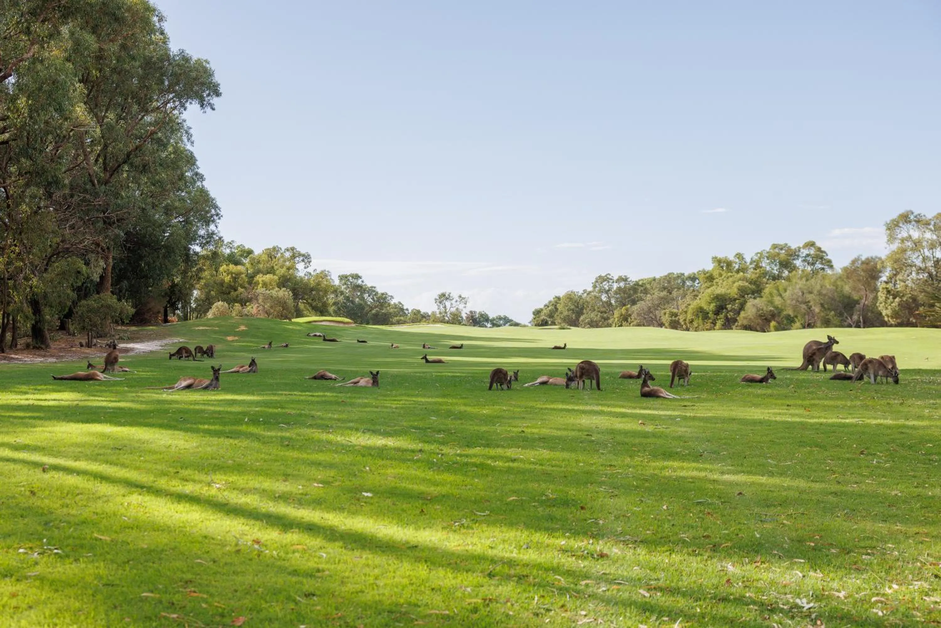 Novotel Vines Resort Swan Valley