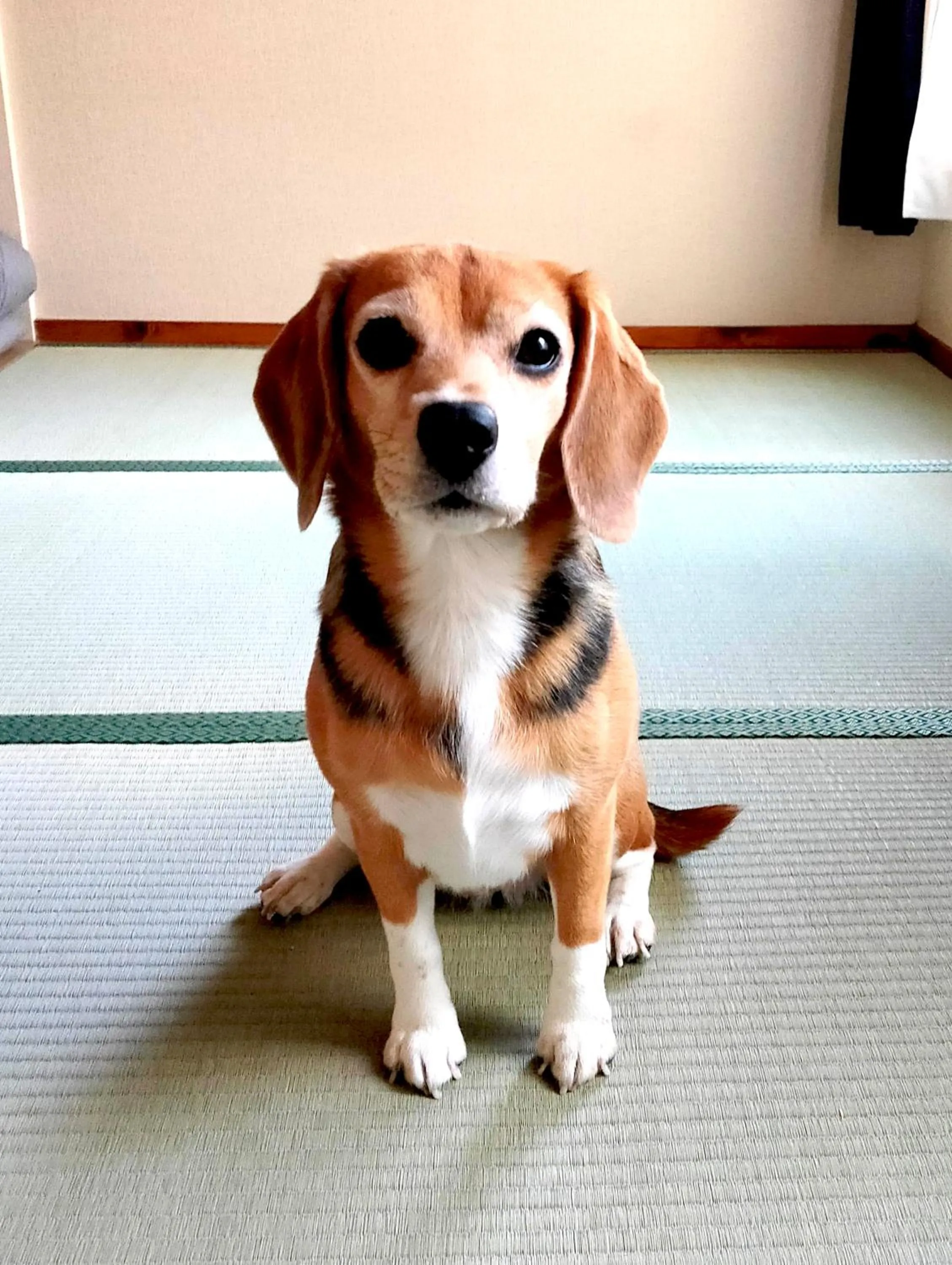 Pets in Ryokan Nakadaya
