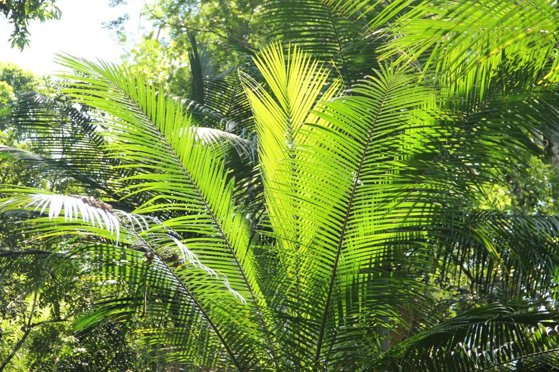 Garden in Pousada Sitio Araribá