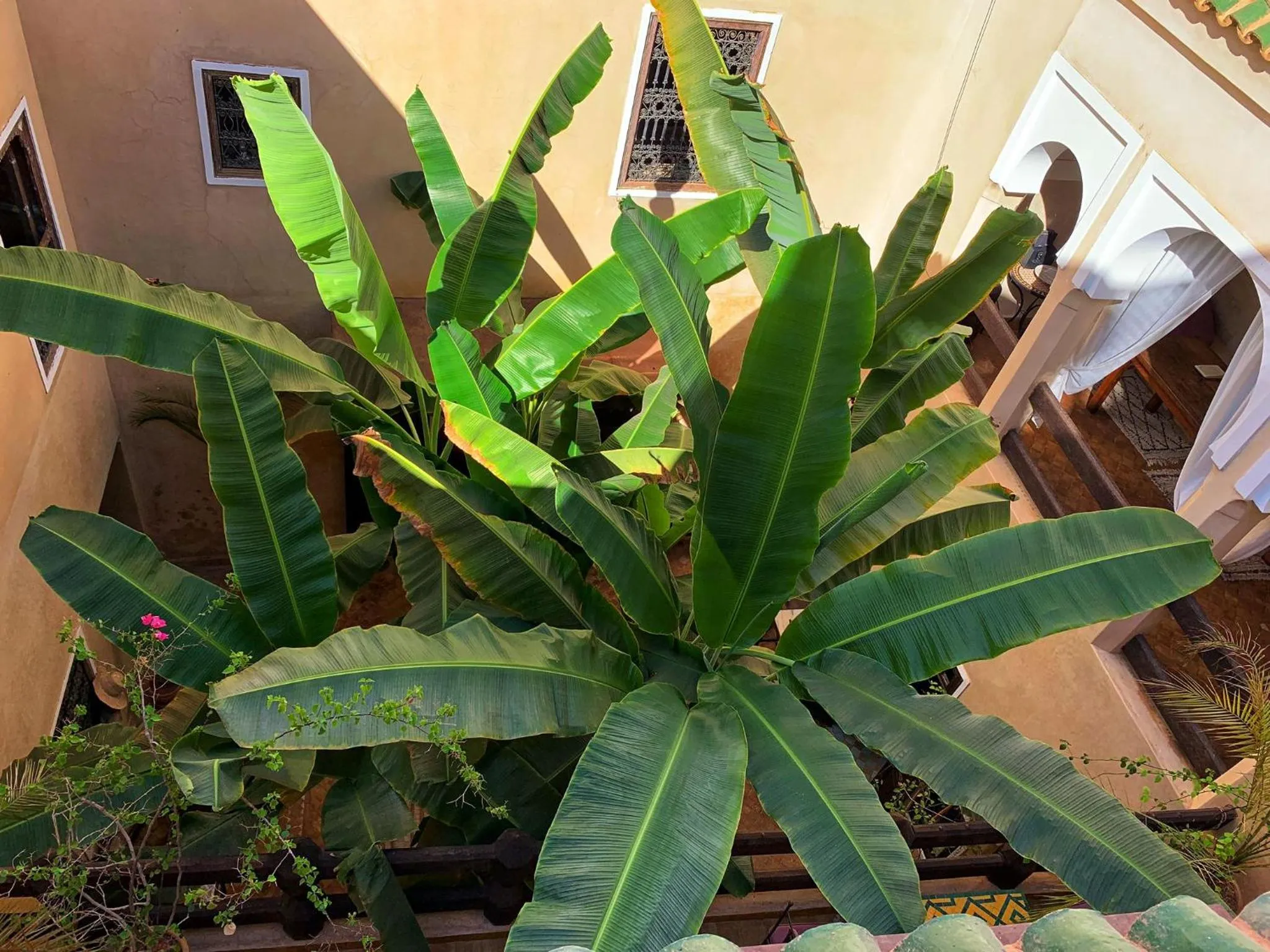 Garden in Riad Bamileke